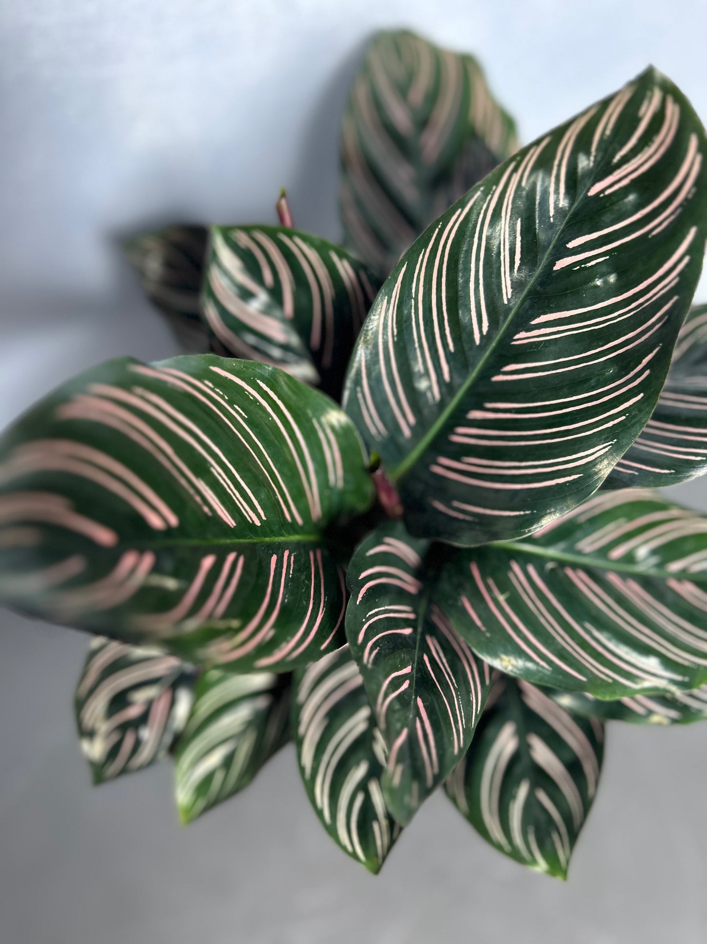 雙線竹芋 | Calathea sanderiana