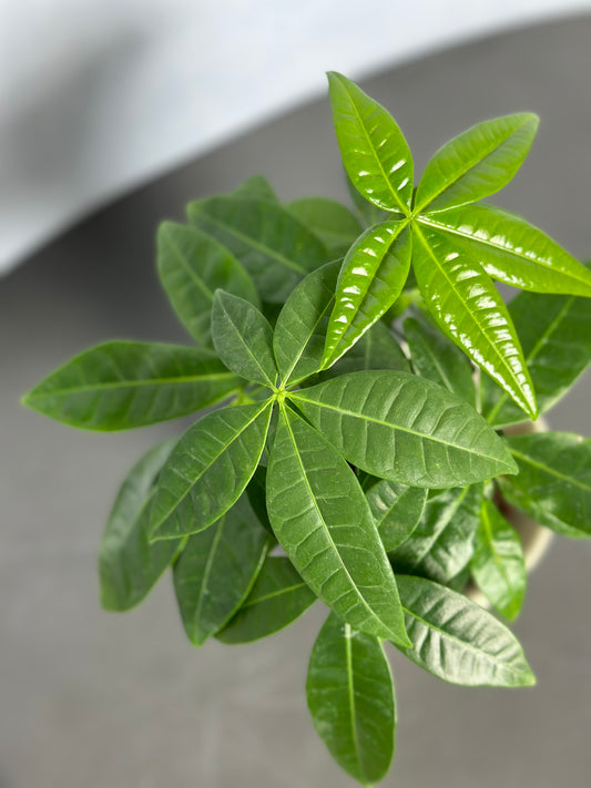發財樹(小型) | Pachira aquatica