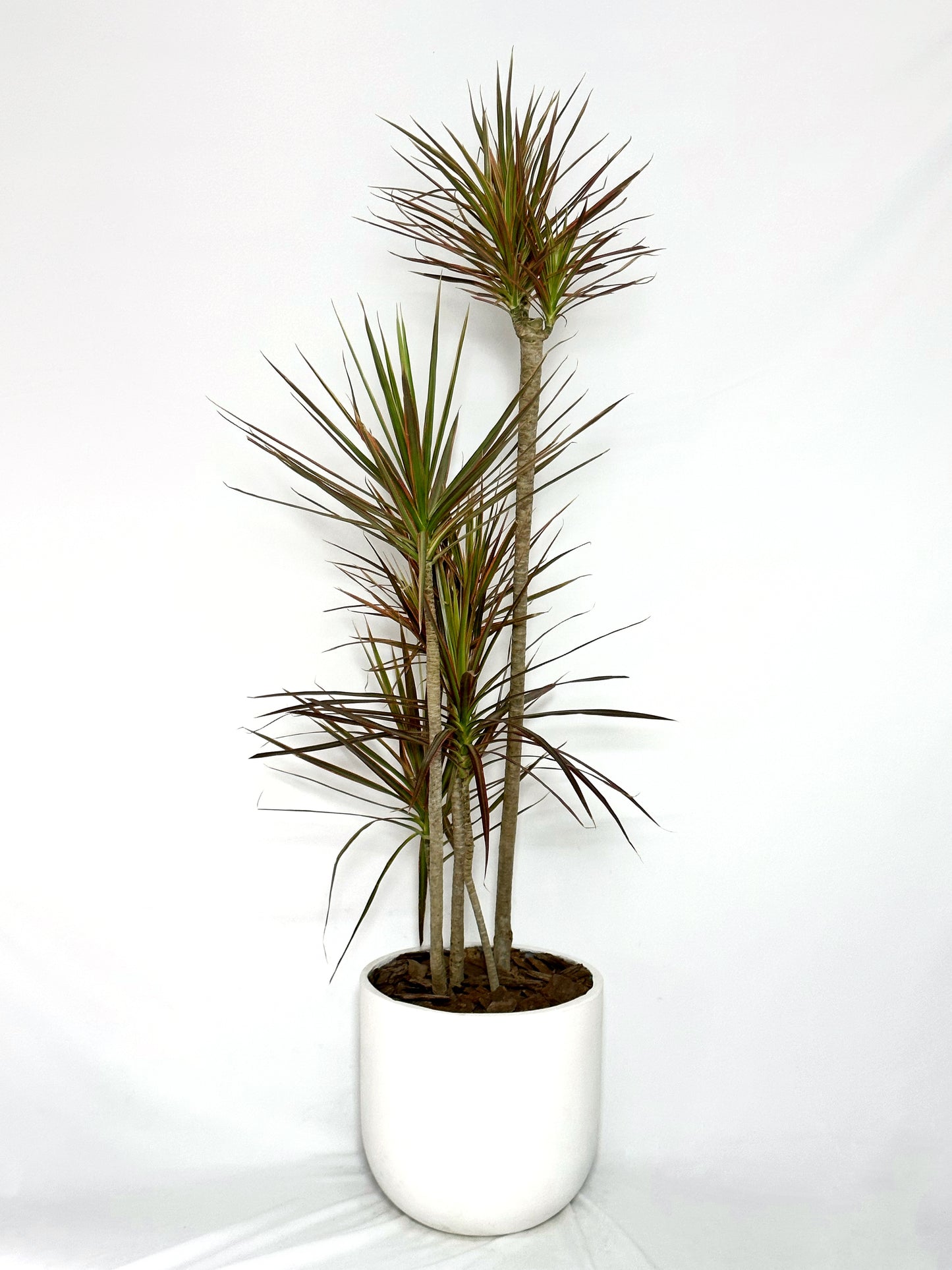 千年木|Dracaena Marginata