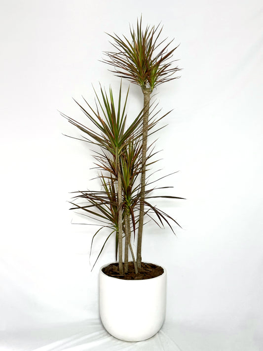 千年木|Dracaena Marginata