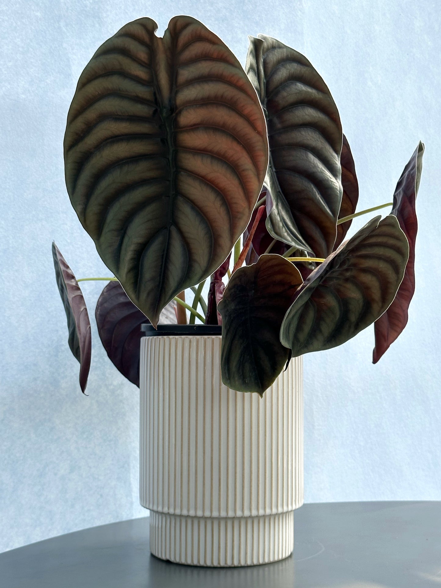 銅葉海芋 | Alocasia cuprea