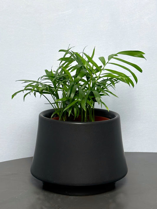 袖珍椰子 | Chamaedorea Elegans