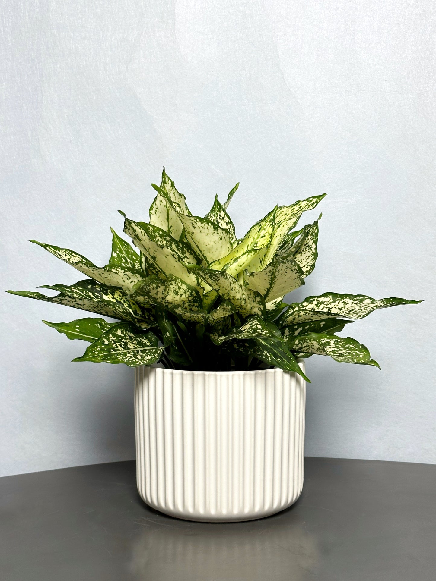 白雪公主粗肋草 | Aglaonema Snow White