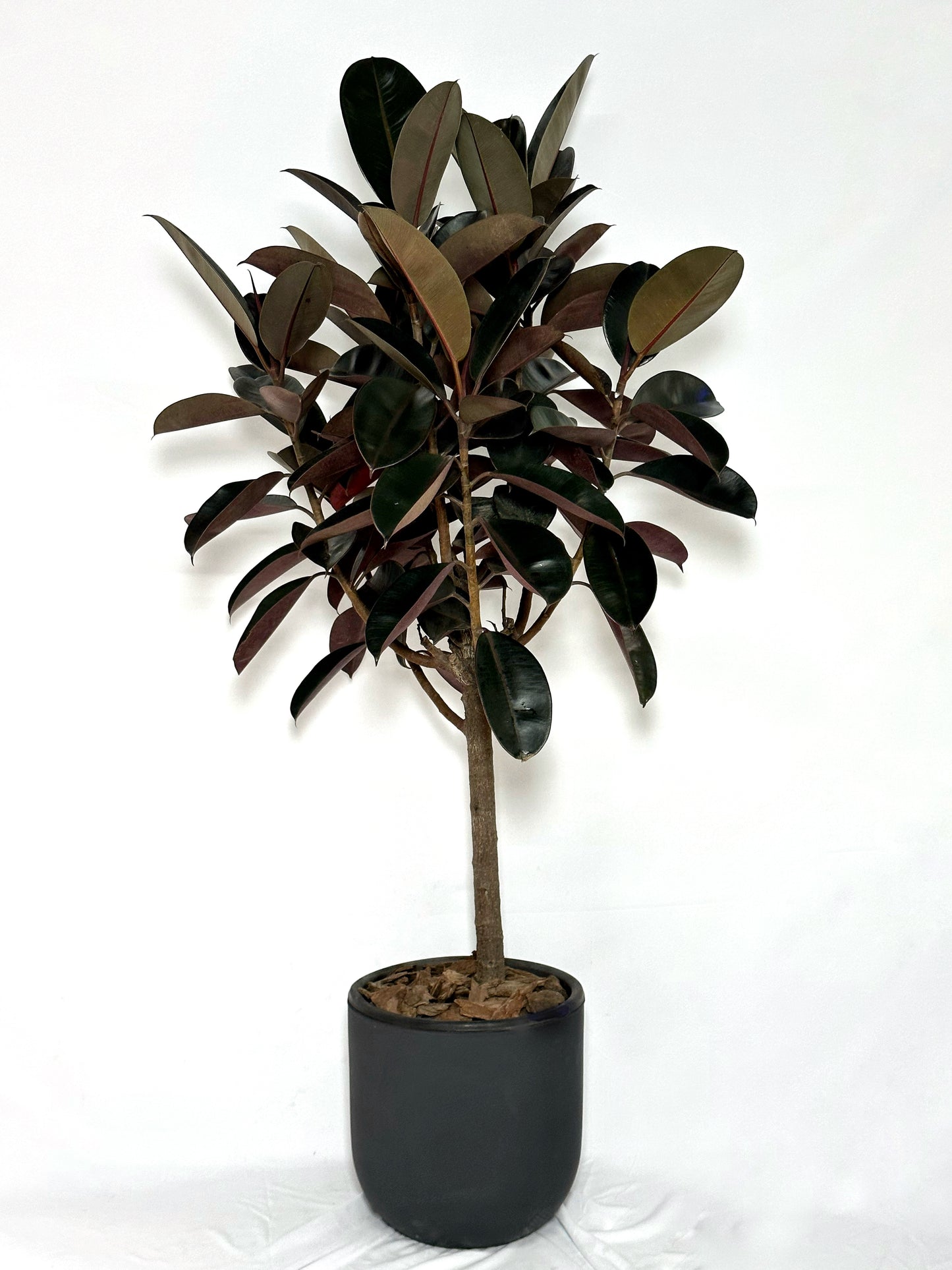 橡皮樹|Ficus Elastica ‘Bungundy’