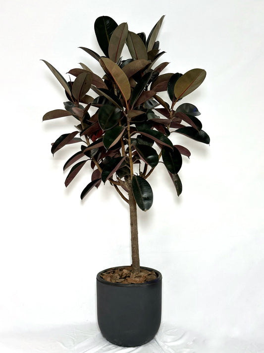 橡皮樹|Ficus Elastica ‘Bungundy’