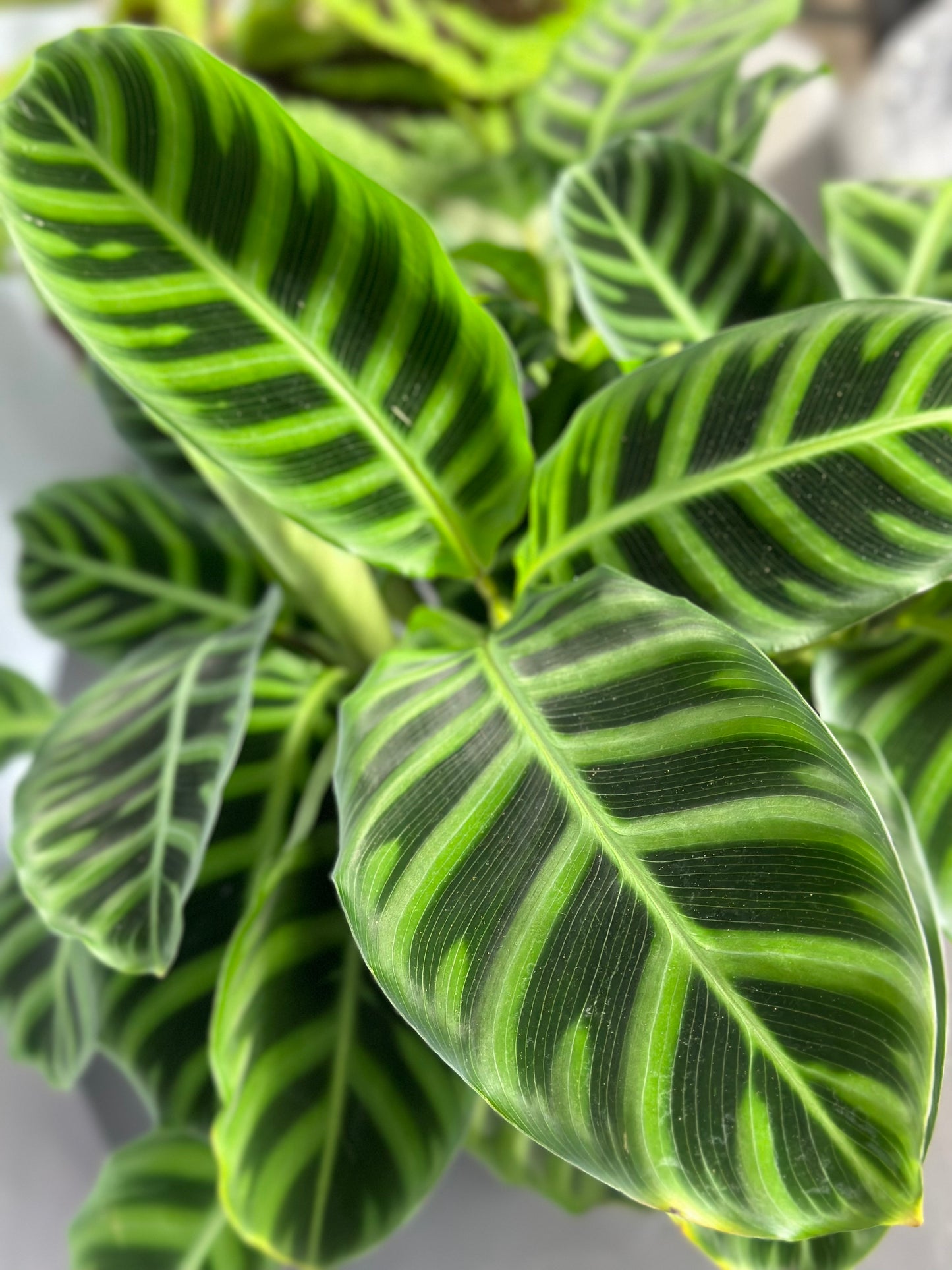天鵝絨竹芋 | Calathea zebrina