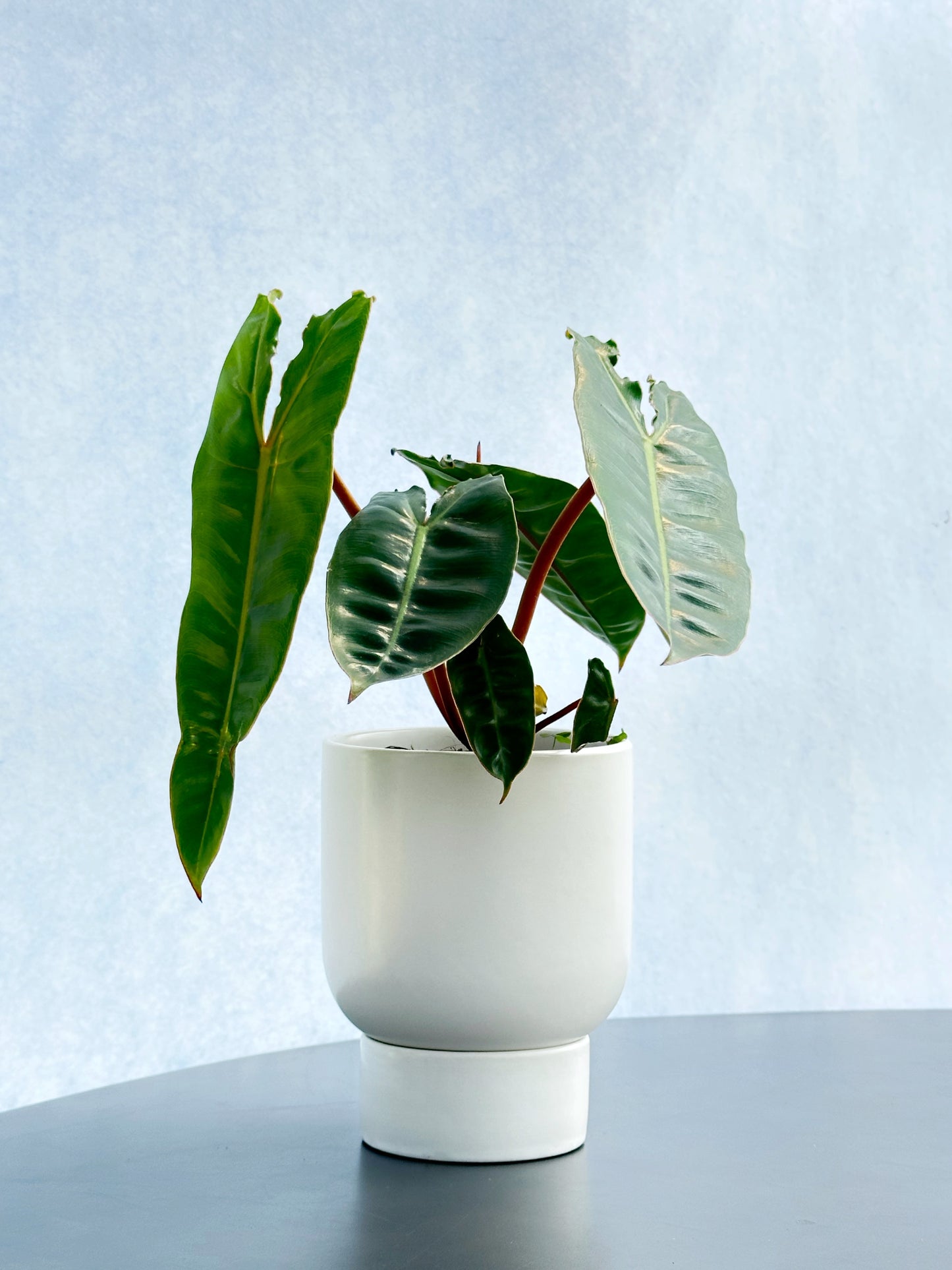 橙柄蔓綠絨 | Philodendron billietiae