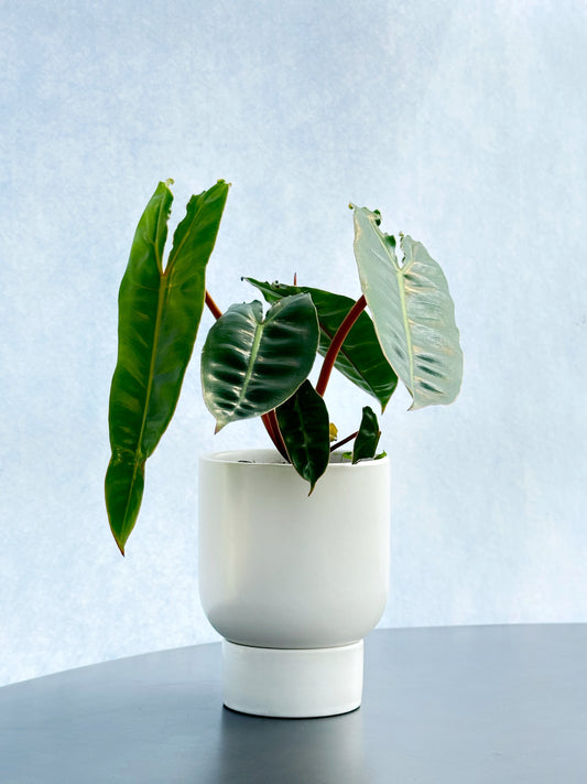 橙柄蔓綠絨 | Philodendron billietiae