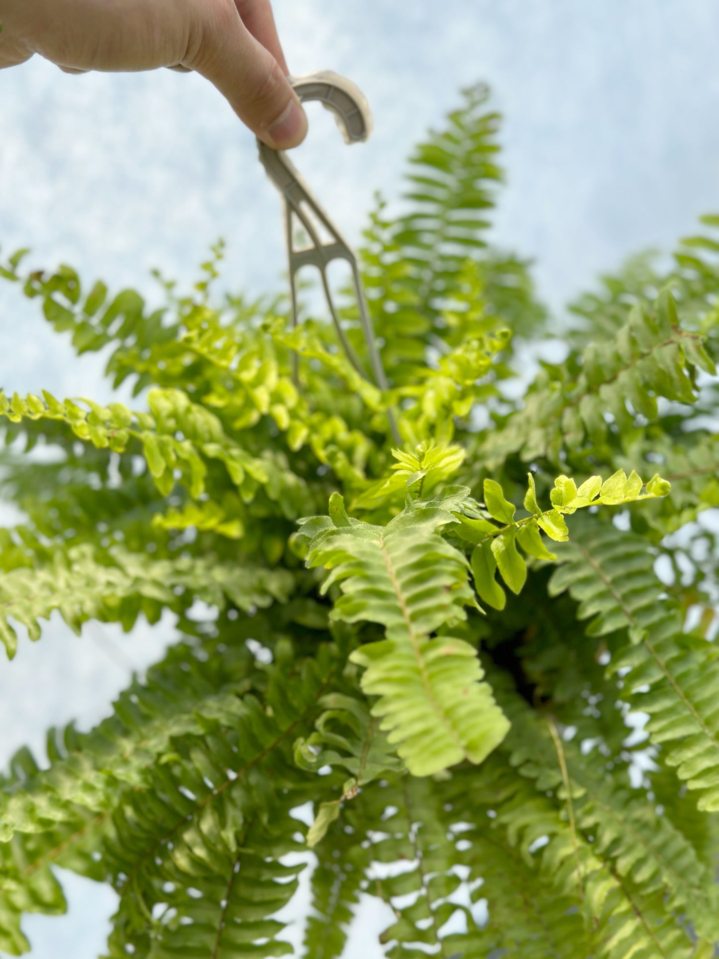 波士頓蕨 | Nephrolepis exaltata