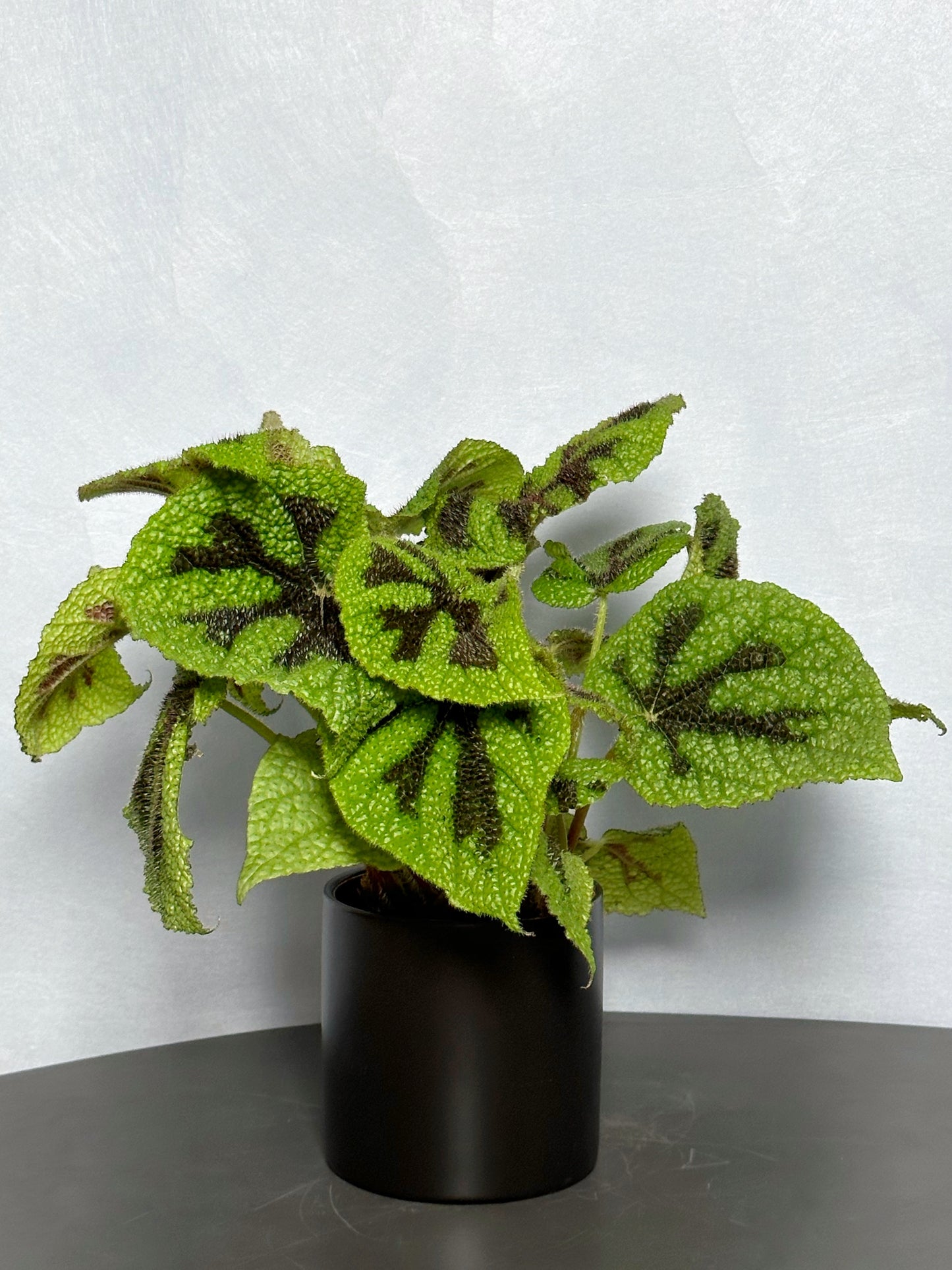 鐵甲秋海棠|Begonia Masoniana