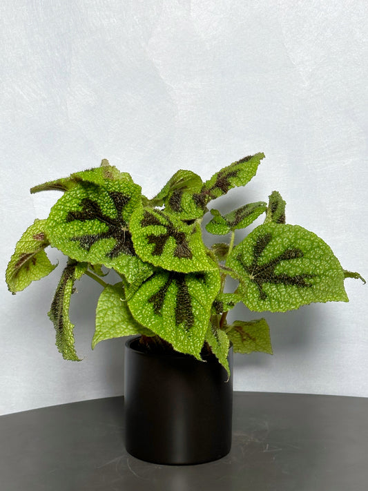 鐵甲秋海棠|Begonia Masoniana