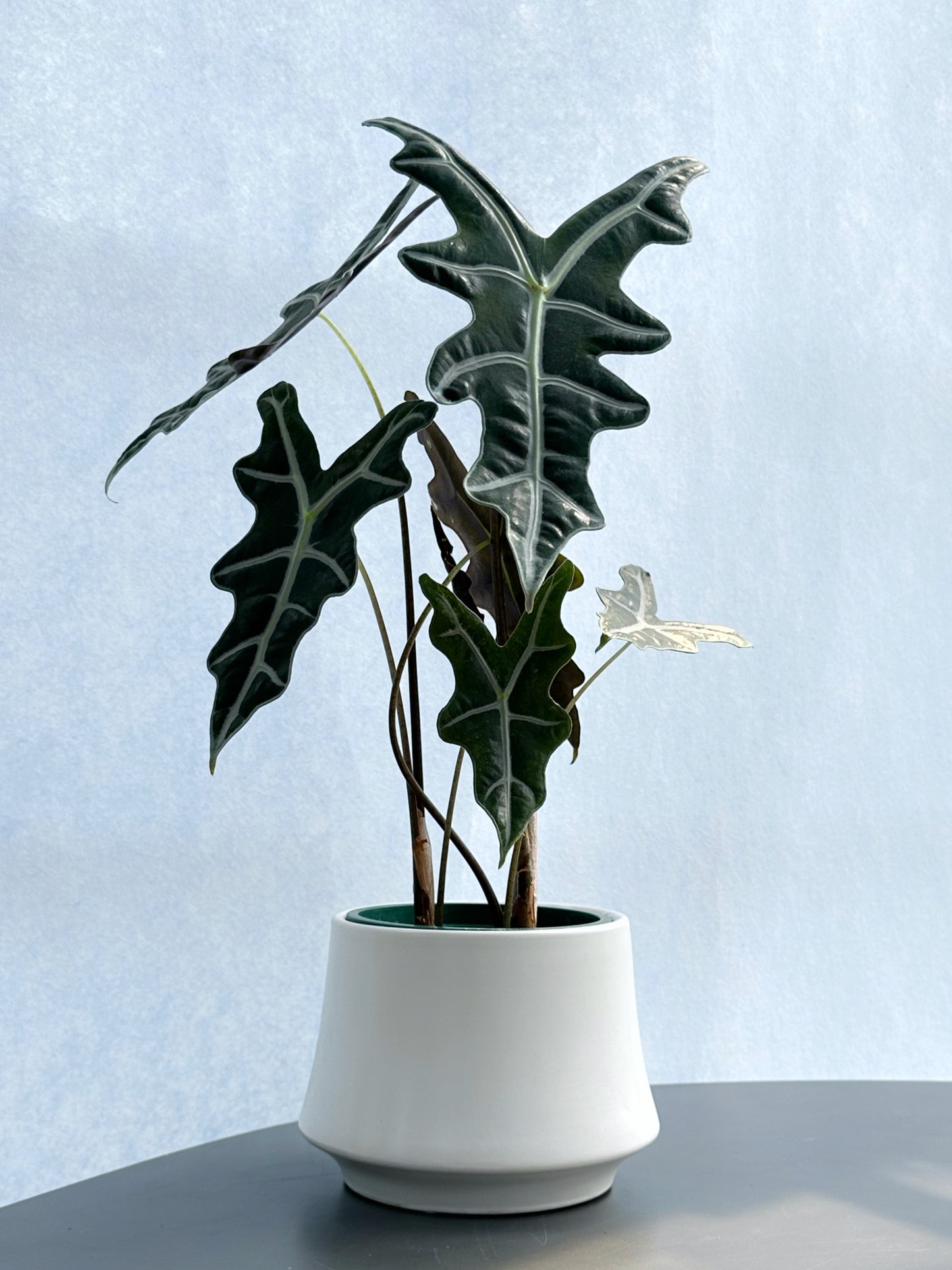 諾比觀音蓮 | Alocasia nobilis