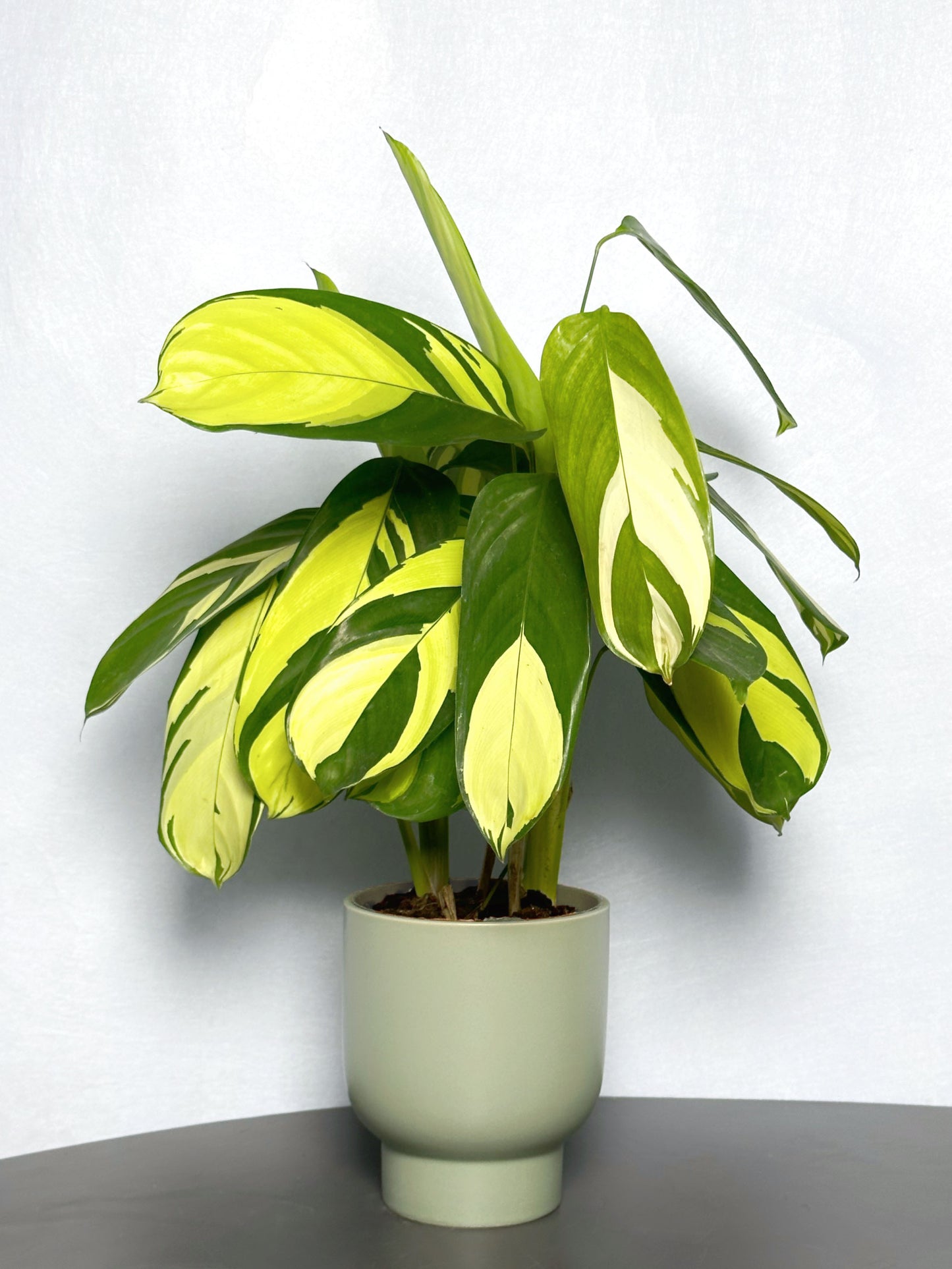 黃金油畫竹芋| Ctenanthe lubbersiana