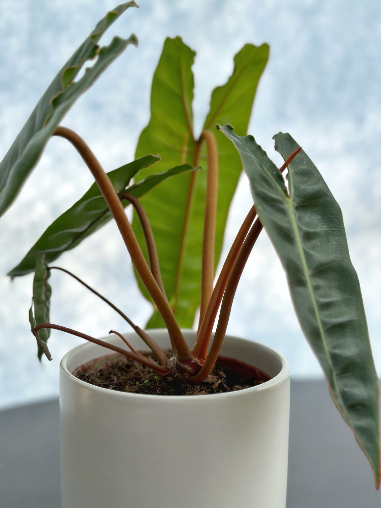 橙柄蔓綠絨 | Philodendron billietiae