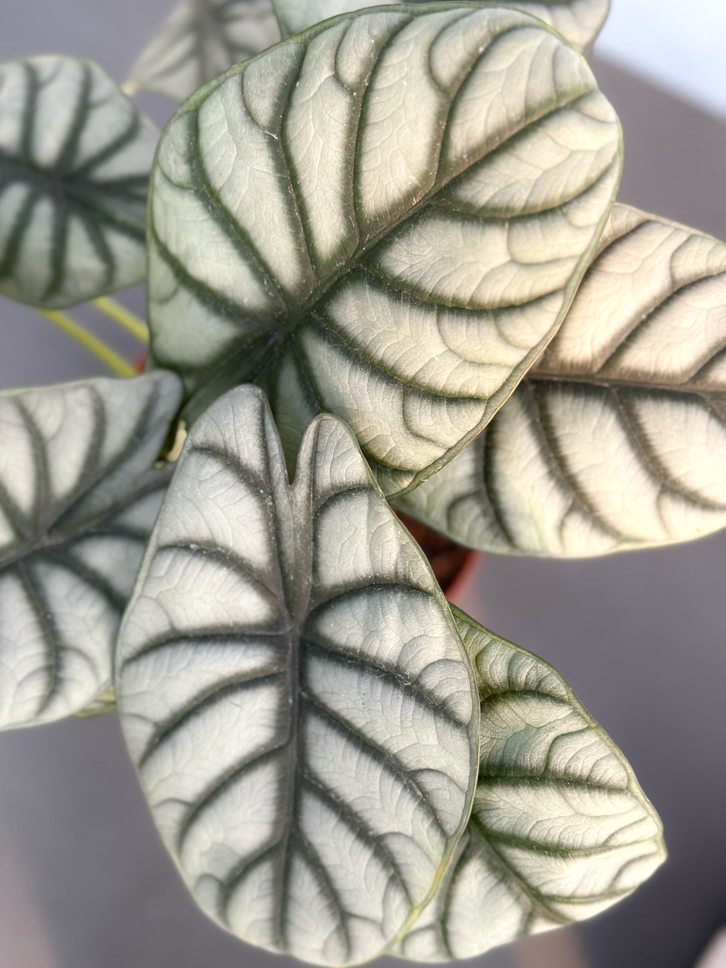 白犀牛海芋 | Alocasia 'Silver Dragon'