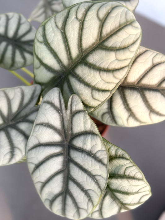 白犀牛海芋 | Alocasia 'Silver Dragon'