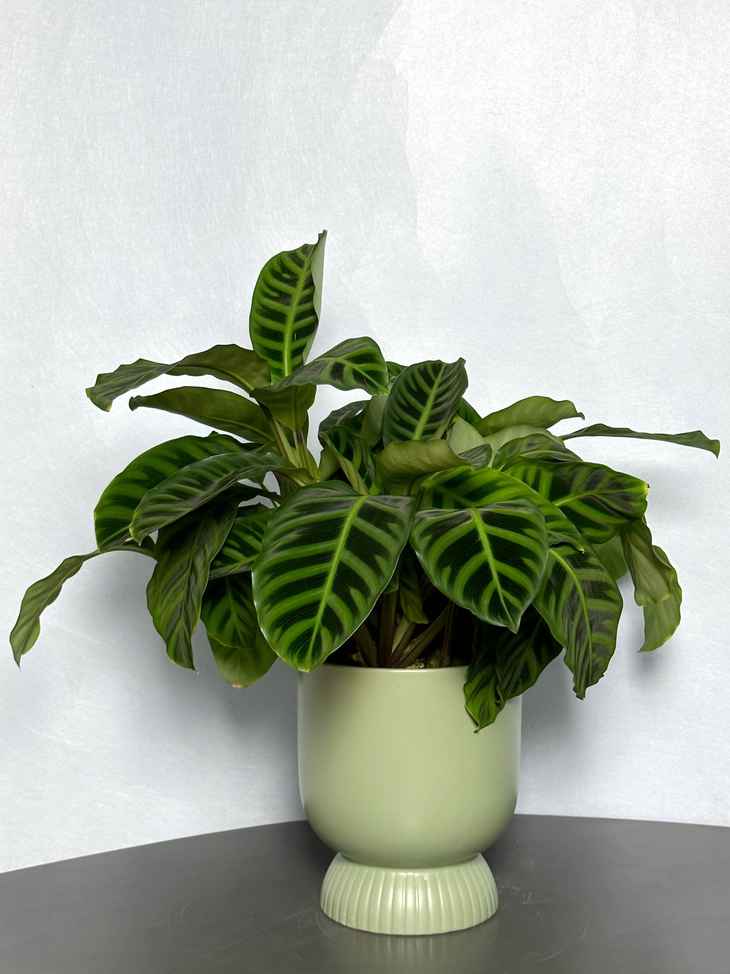 天鵝絨竹芋 | Calathea zebrina