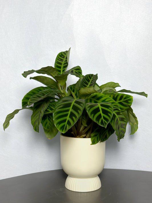 天鵝絨竹芋 | Calathea zebrina