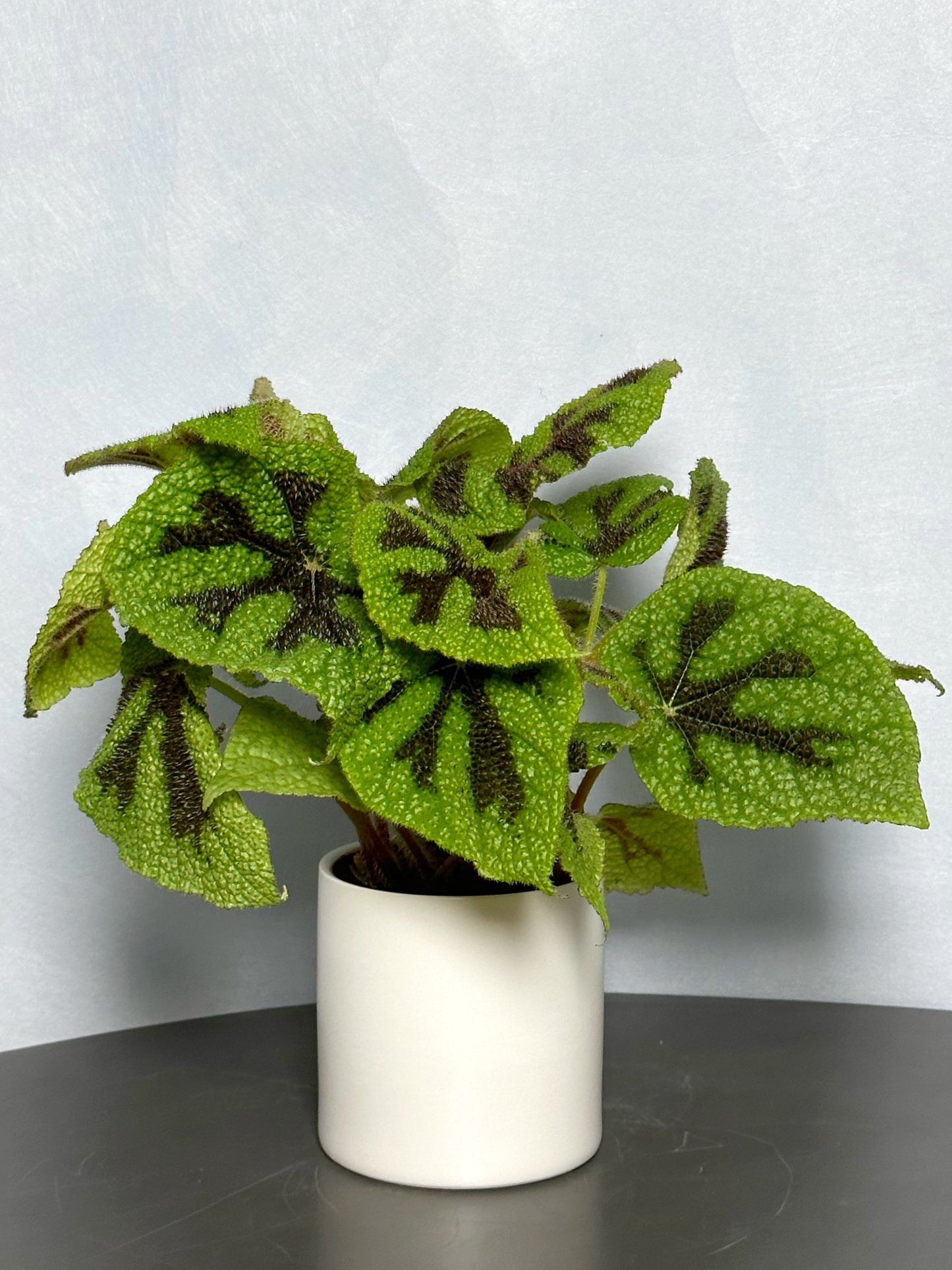 鐵甲秋海棠|Begonia Masoniana