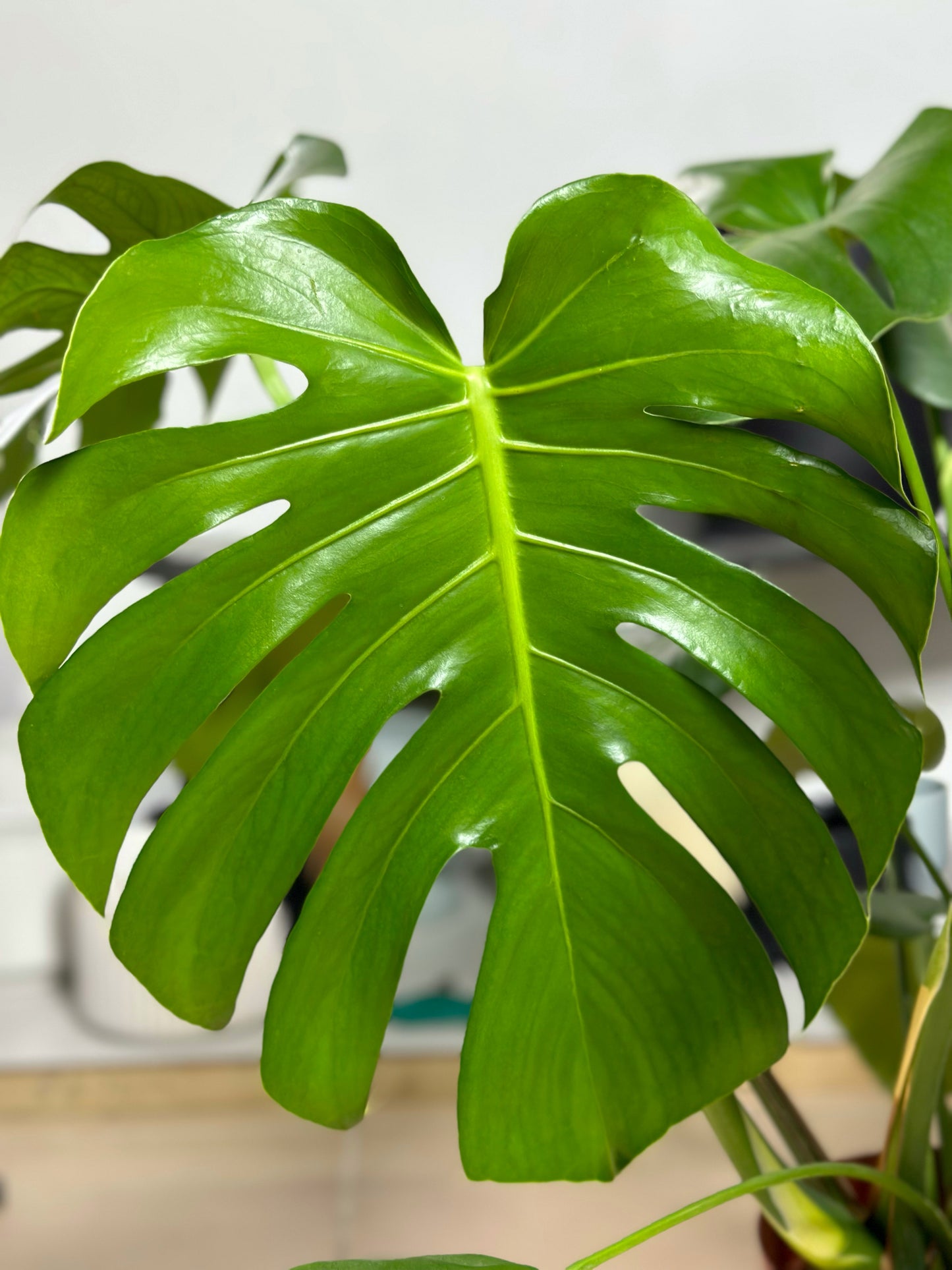 龜背竹 | Monstera deliciosa