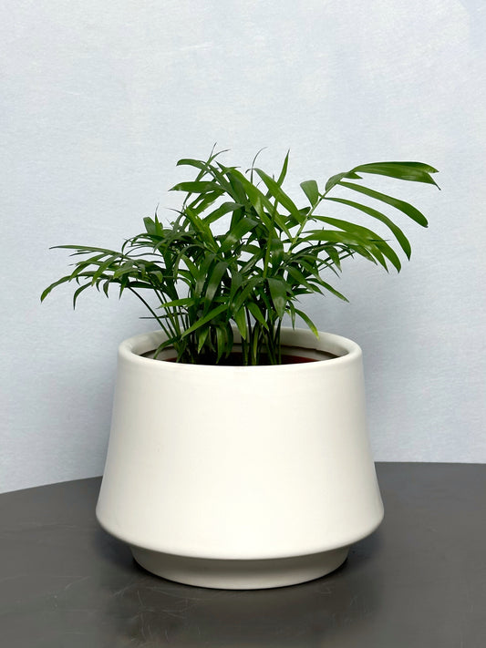 袖珍椰子 | Chamaedorea Elegans
