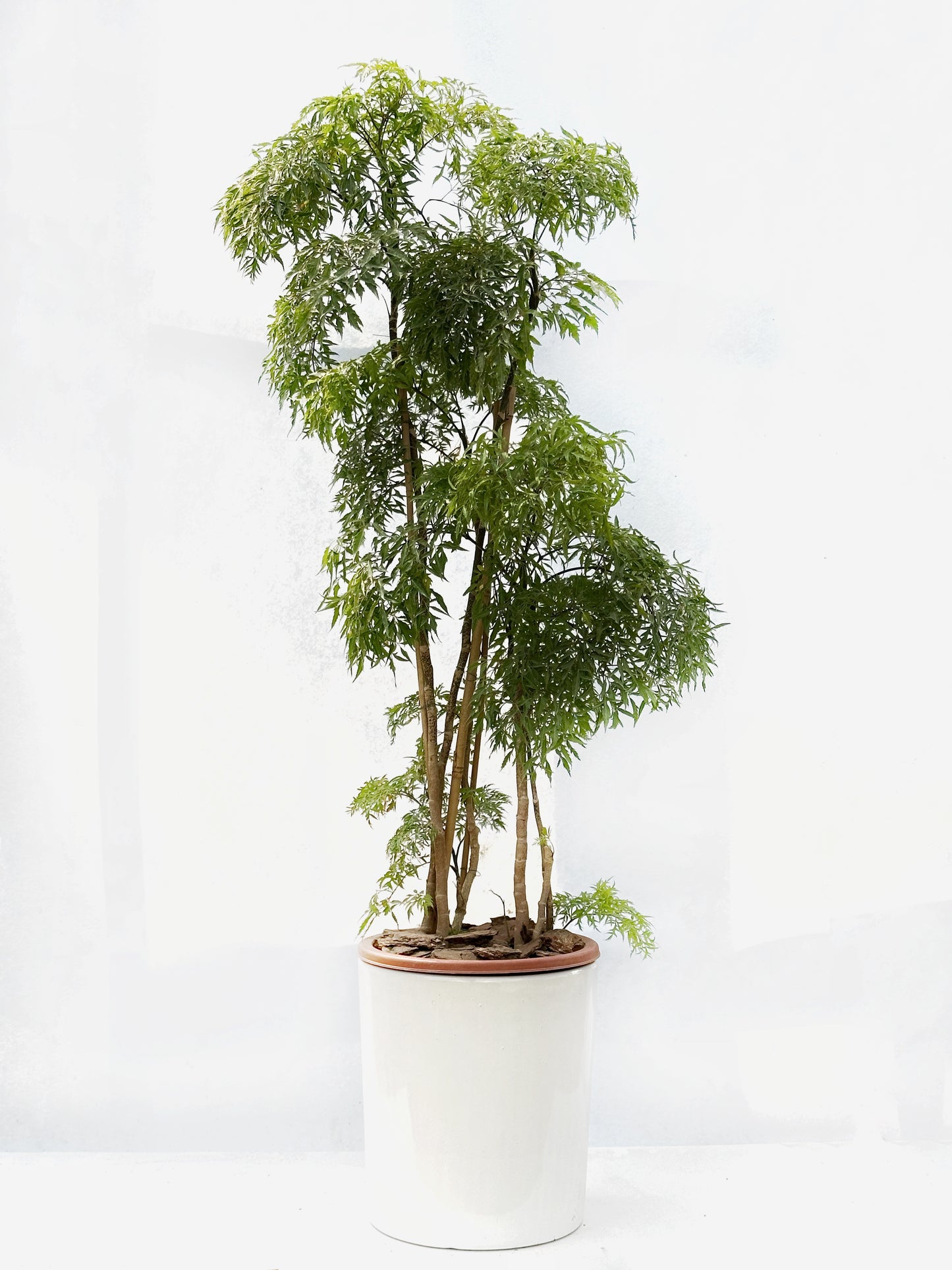 日本參樹 | Ming Tree