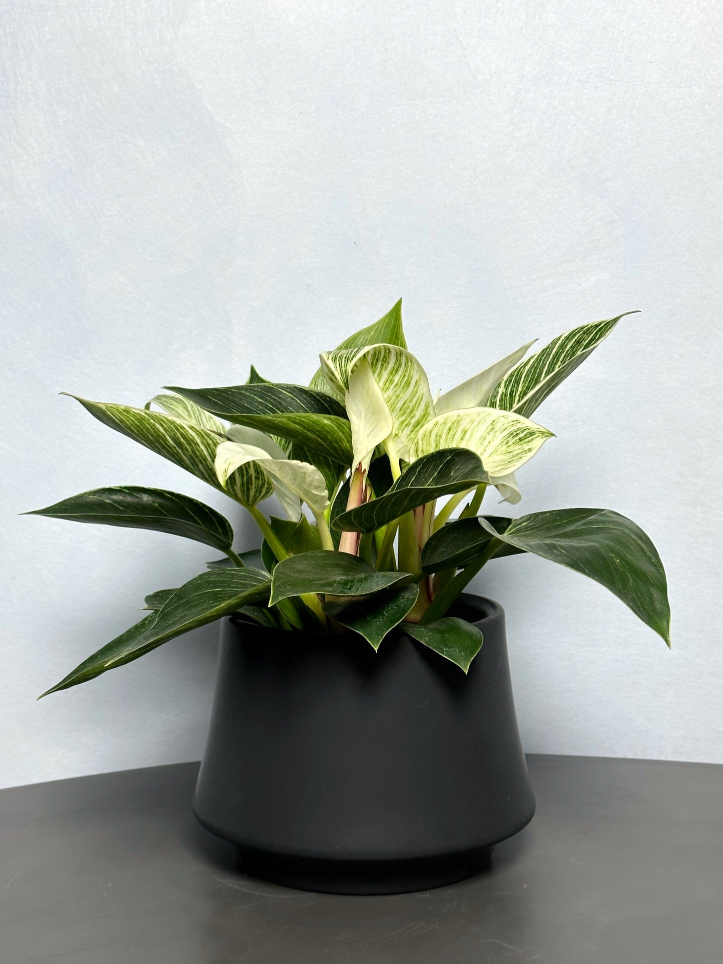 鉑金蔓綠絨 | Philodendron Birkin