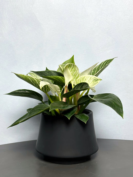 鉑金蔓綠絨 | Philodendron Birkin