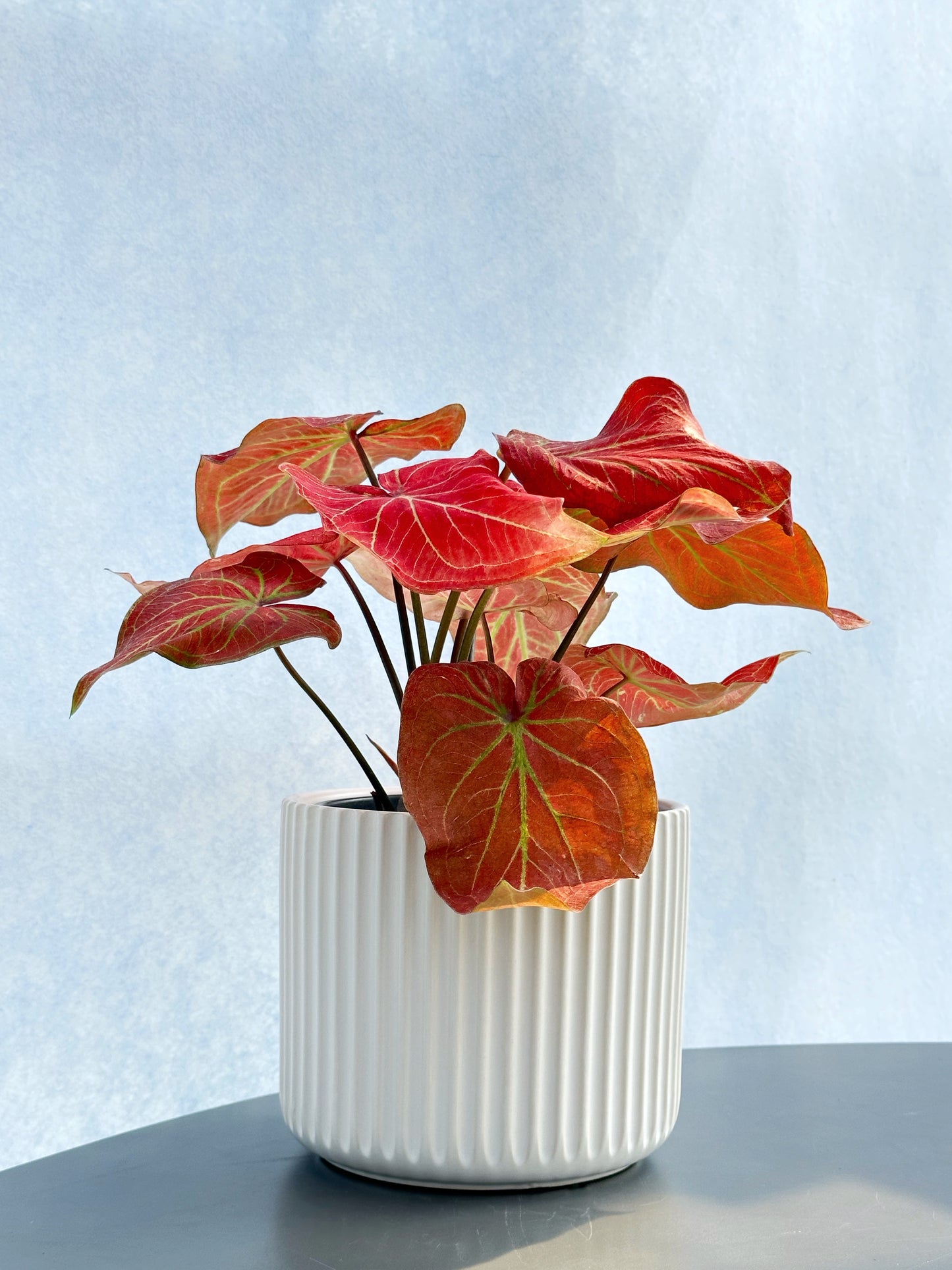 彩葉芋#3-Gold Vein | Caladium bicolor