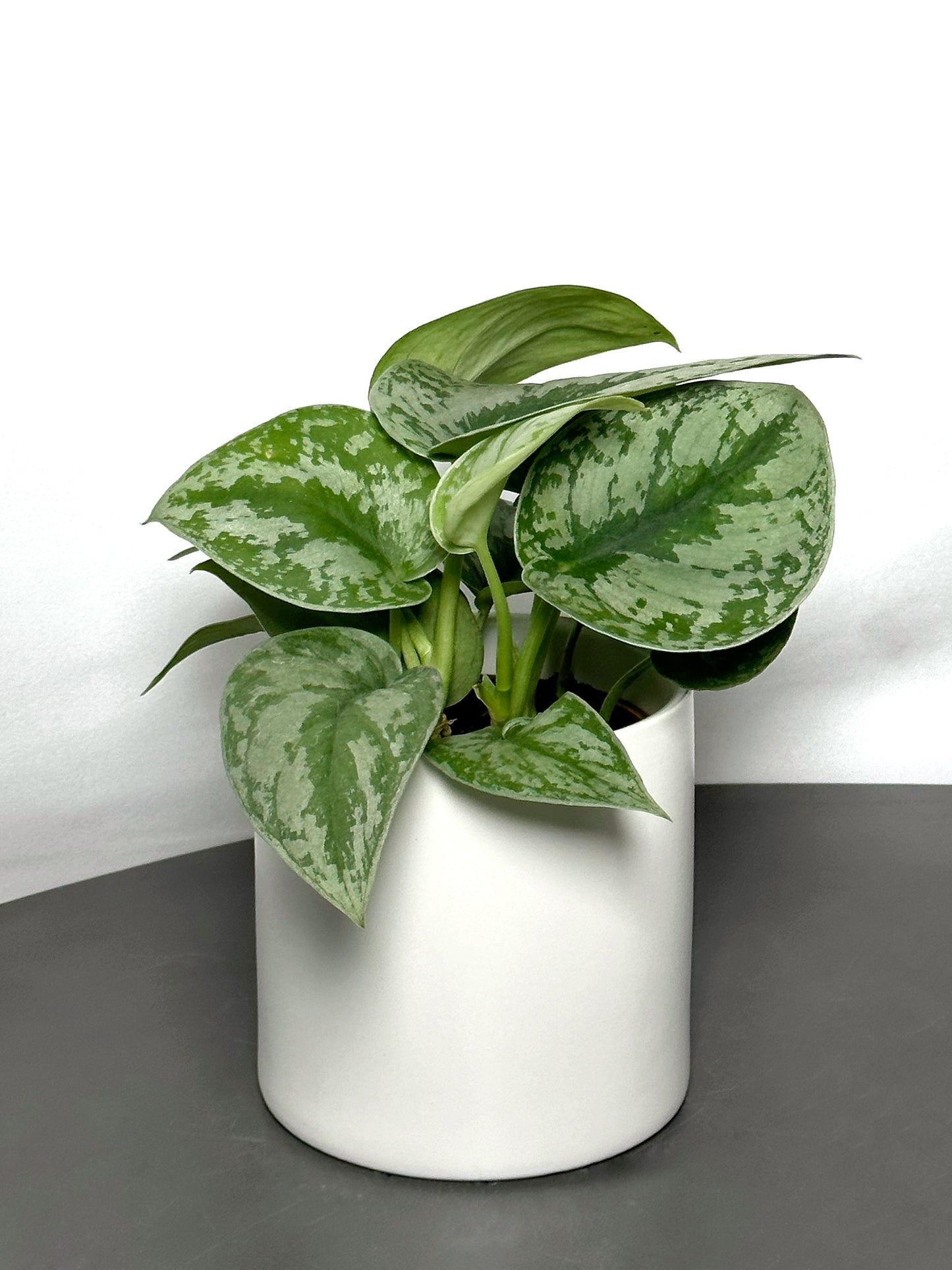銀班葛|Satin Pothos