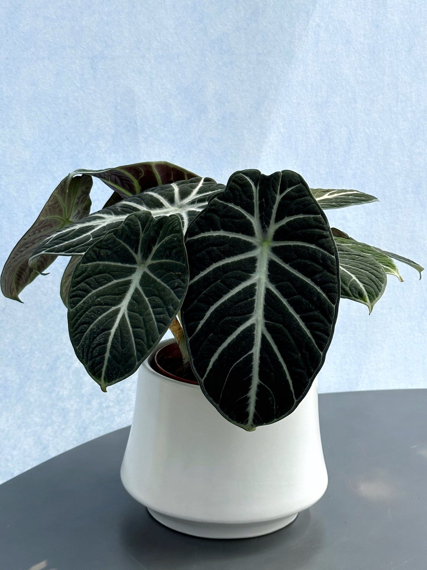 忍者海芋 | Alocasia 'Ninja'