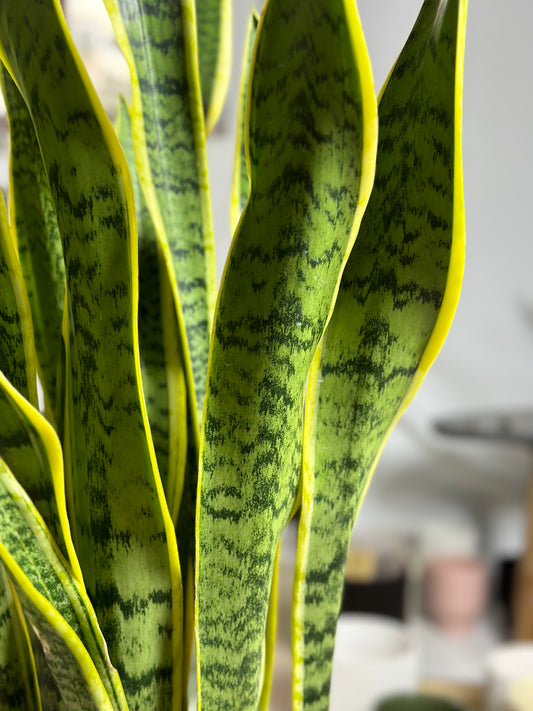 金邊虎尾蘭(中型) | Sansevieria trifasciata