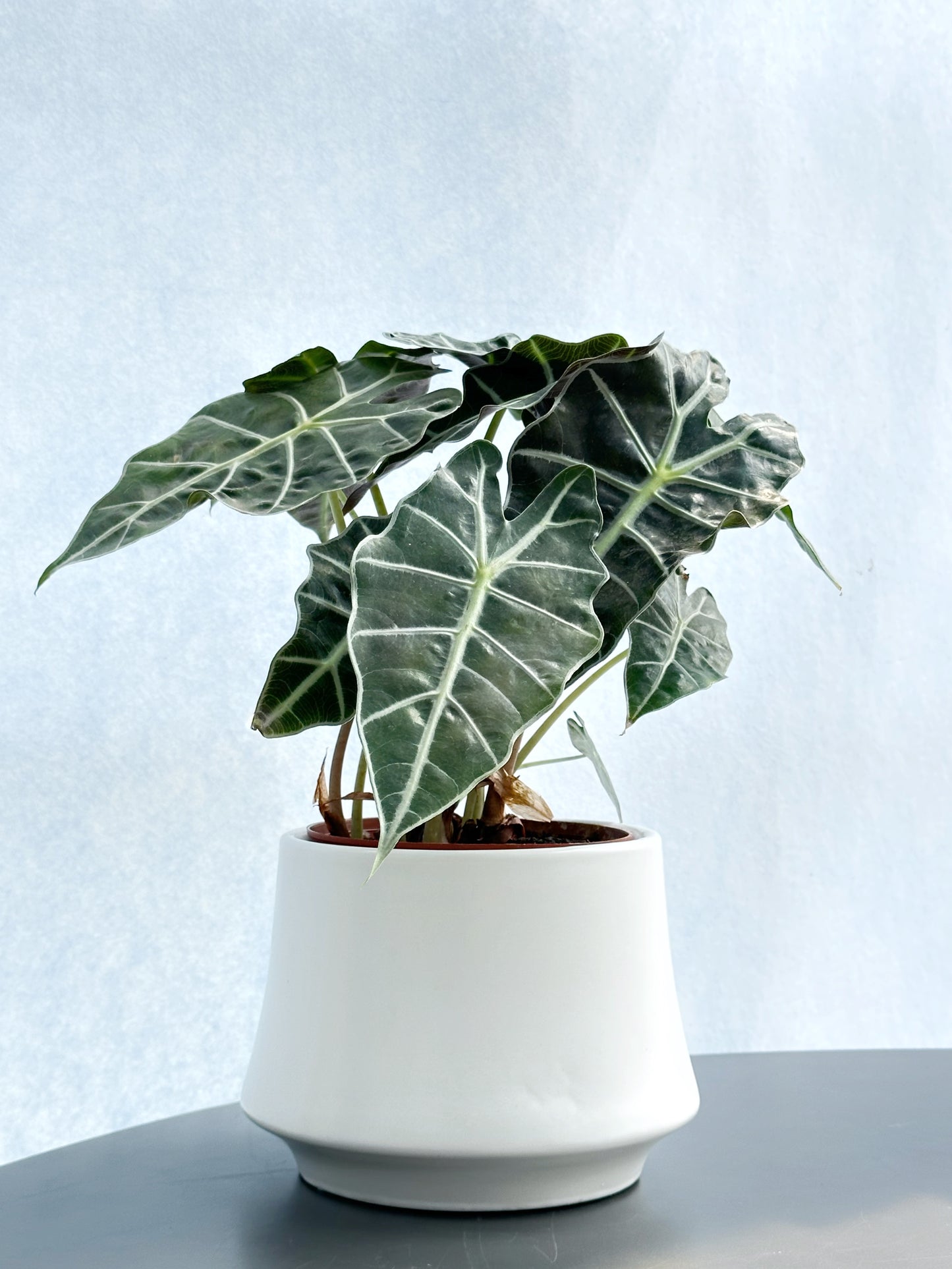 黑葉觀音蓮 | Alocasia amazonica