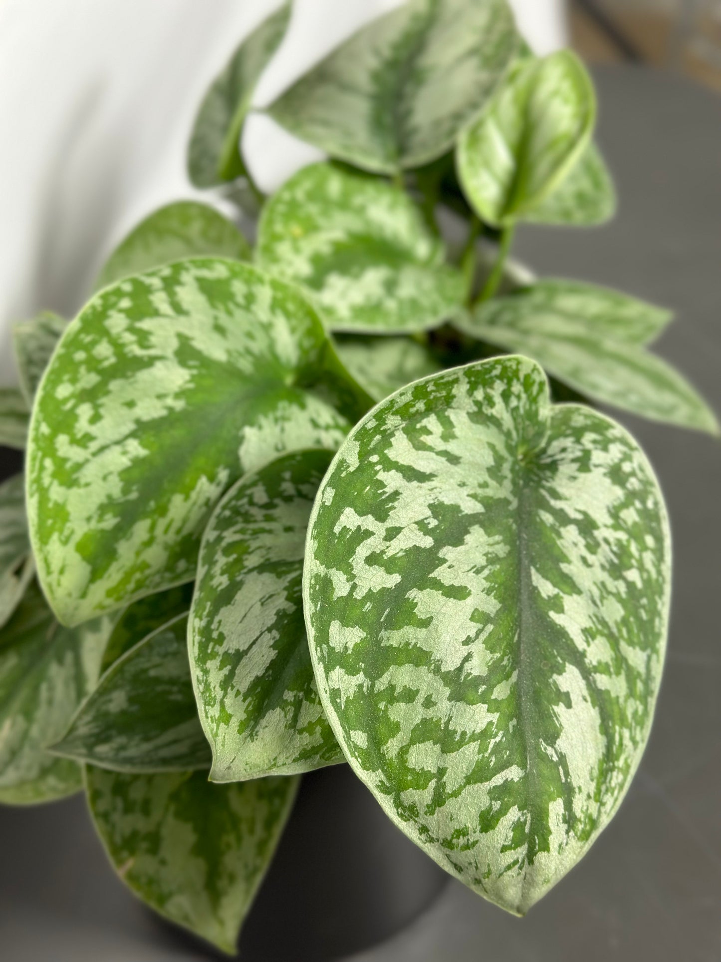 銀班葛|Satin Pothos