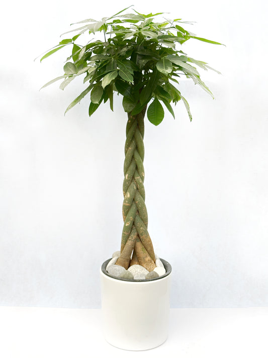 發財樹 | Pachira aquatica