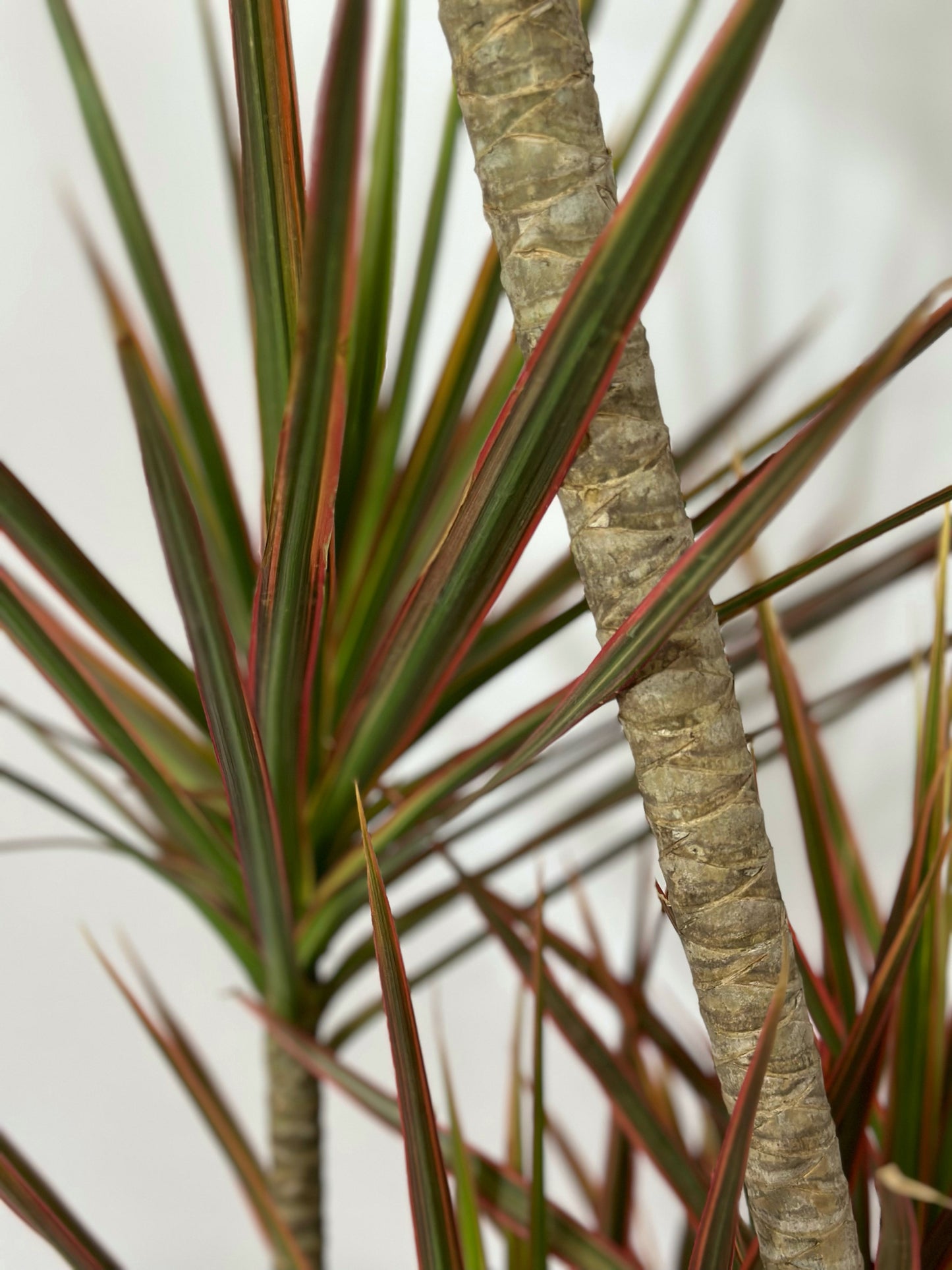 千年木|Dracaena Marginata