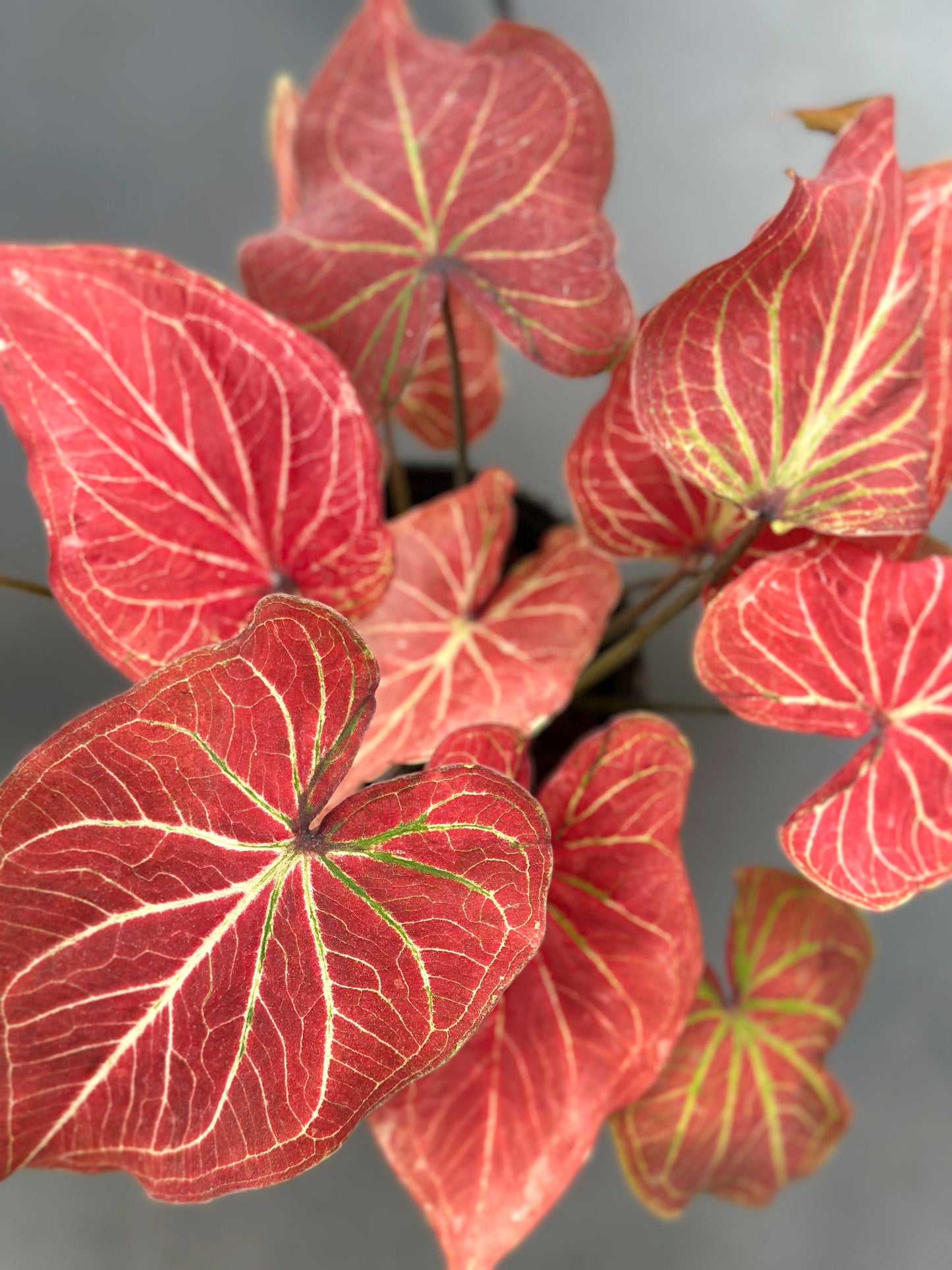 彩葉芋#3-Gold Vein | Caladium bicolor