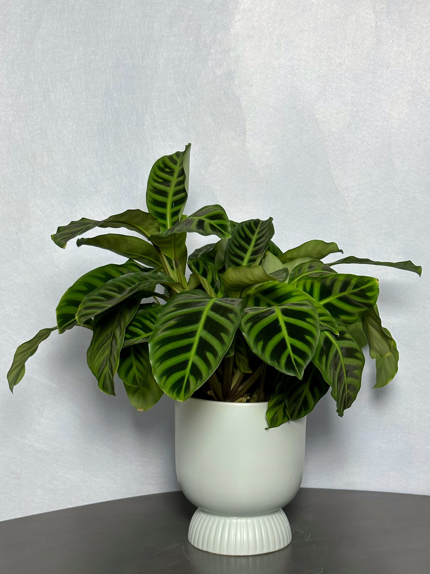 天鵝絨竹芋 | Calathea zebrina