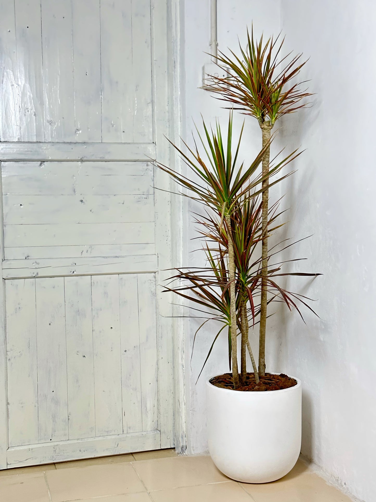 千年木|Dracaena Marginata