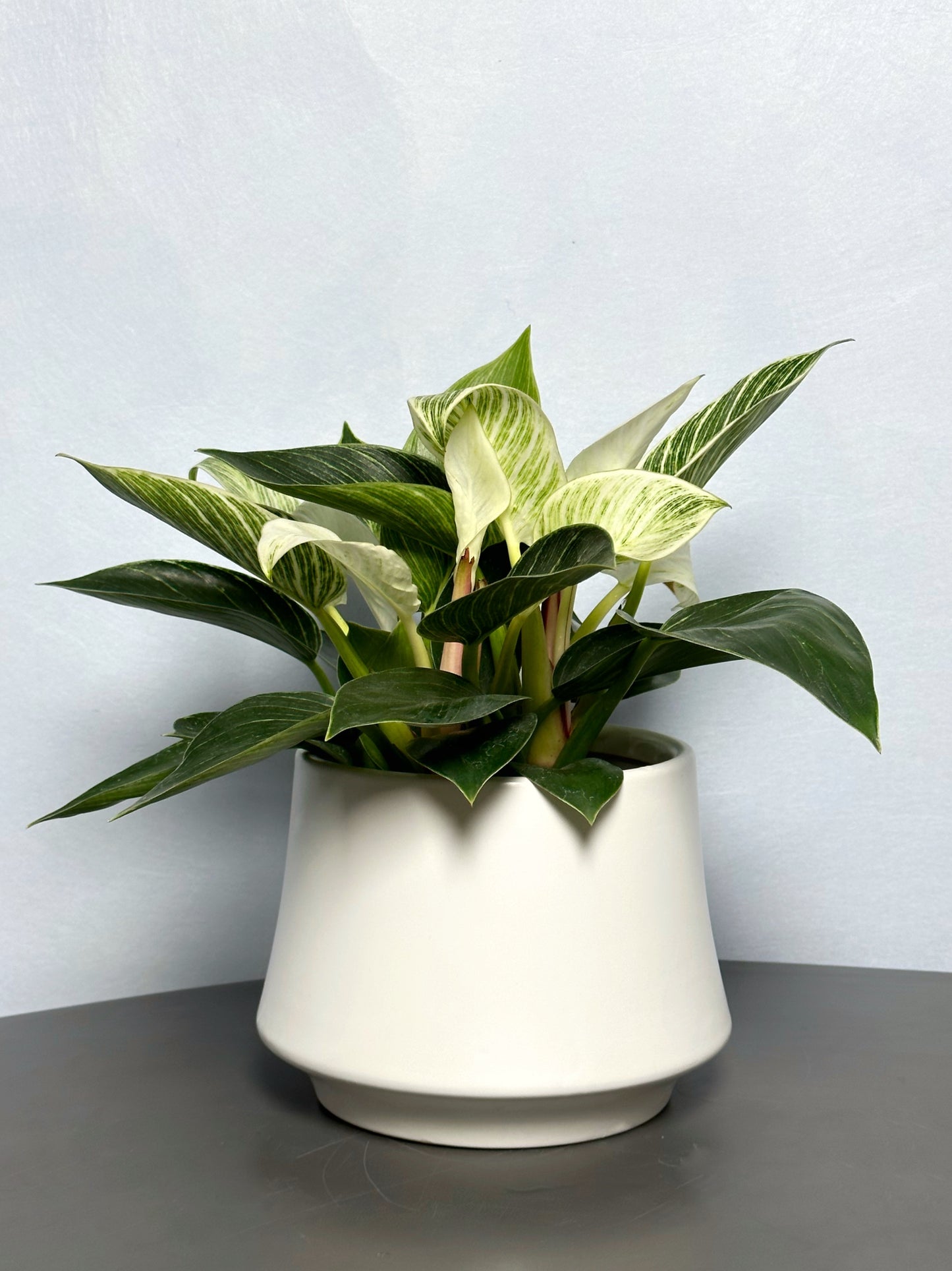 鉑金蔓綠絨 | Philodendron Birkin