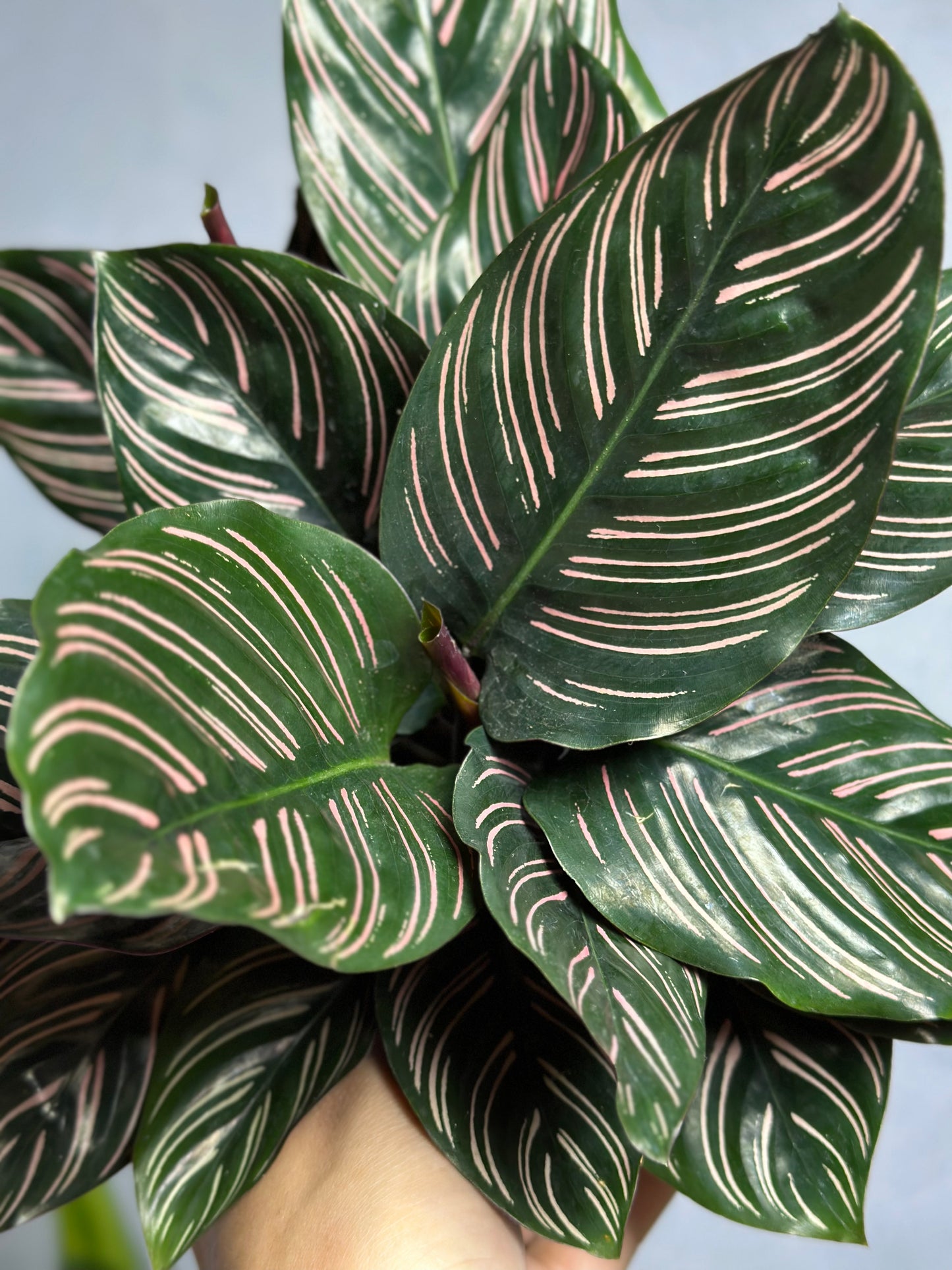 雙線竹芋 | Calathea sanderiana