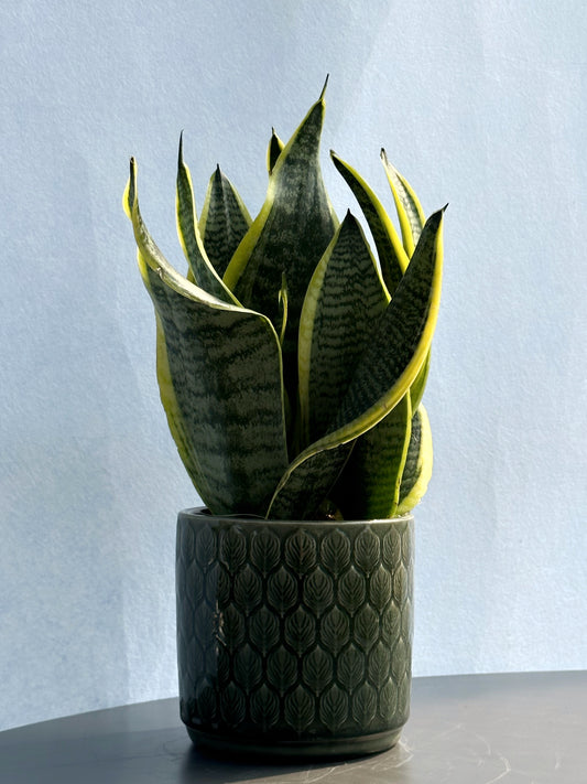 金邊虎尾蘭 | Sansevieria trifasciata