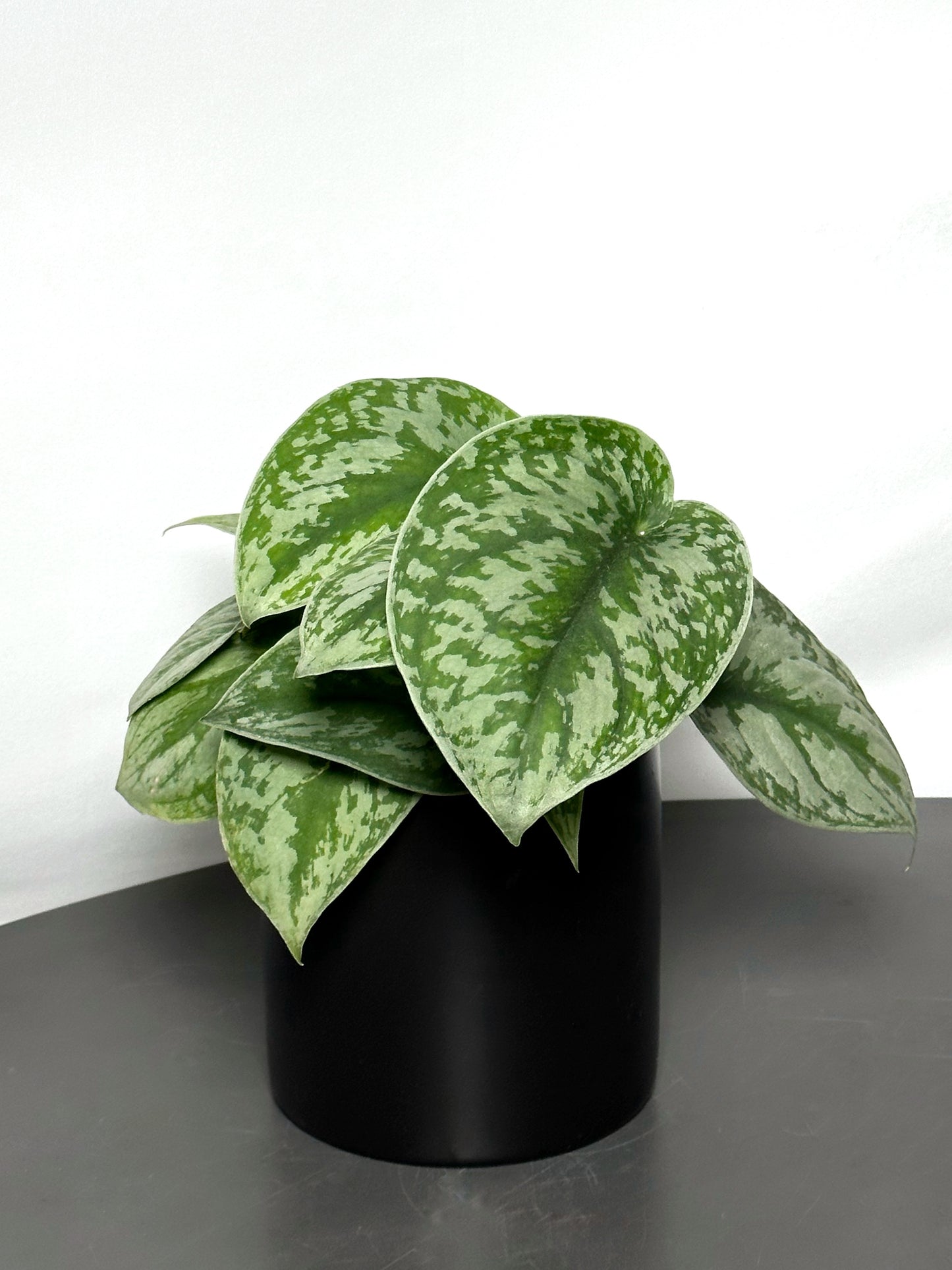 銀班葛|Satin Pothos