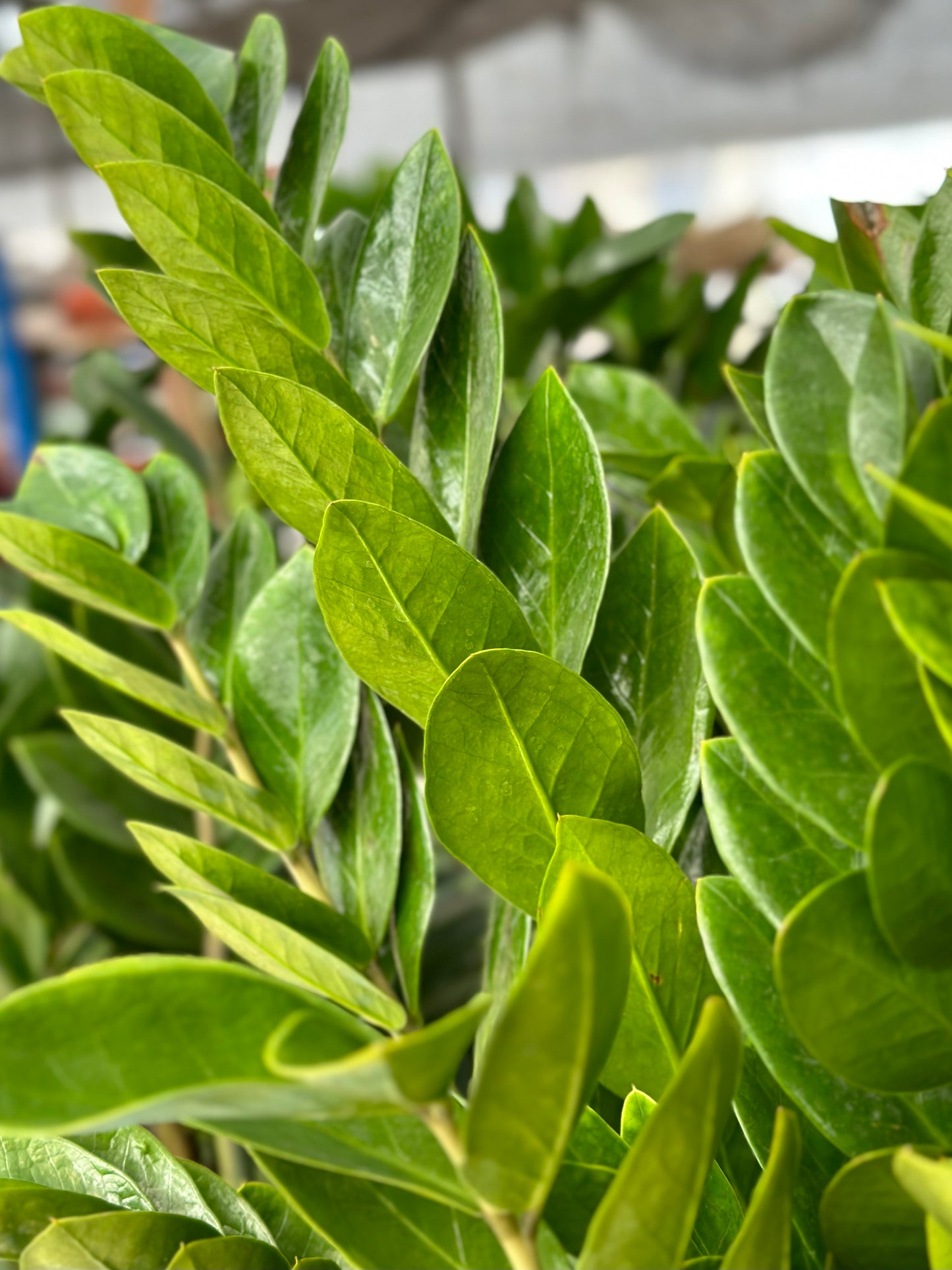 金錢樹 | Zamioculcas Zamiifolia (ZZ Plant)