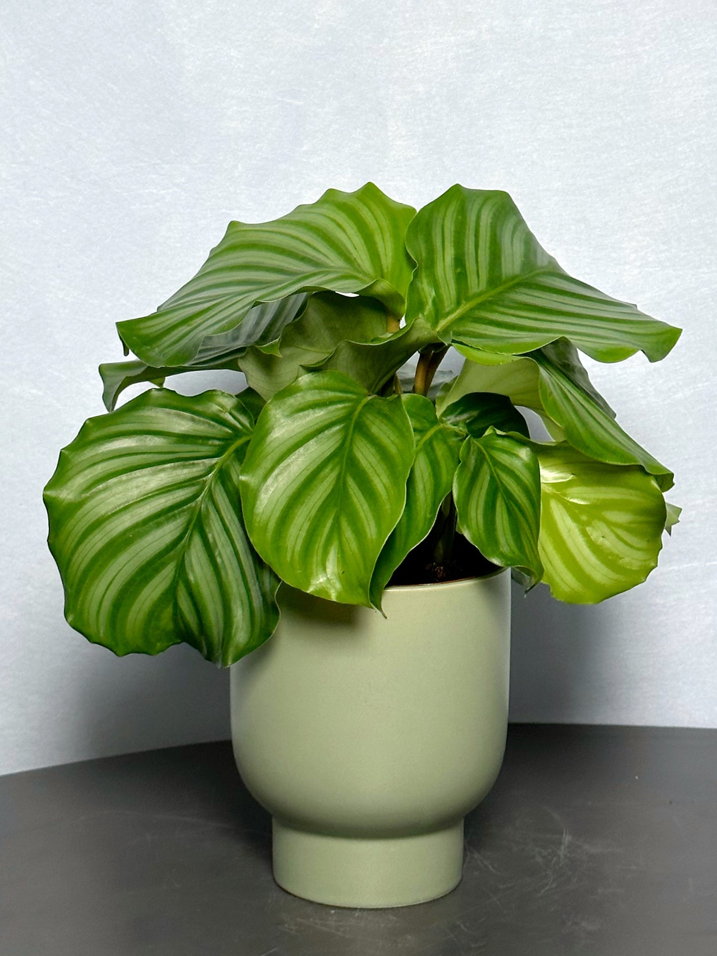 青蘋果竹芋 | Calathea orbifolia