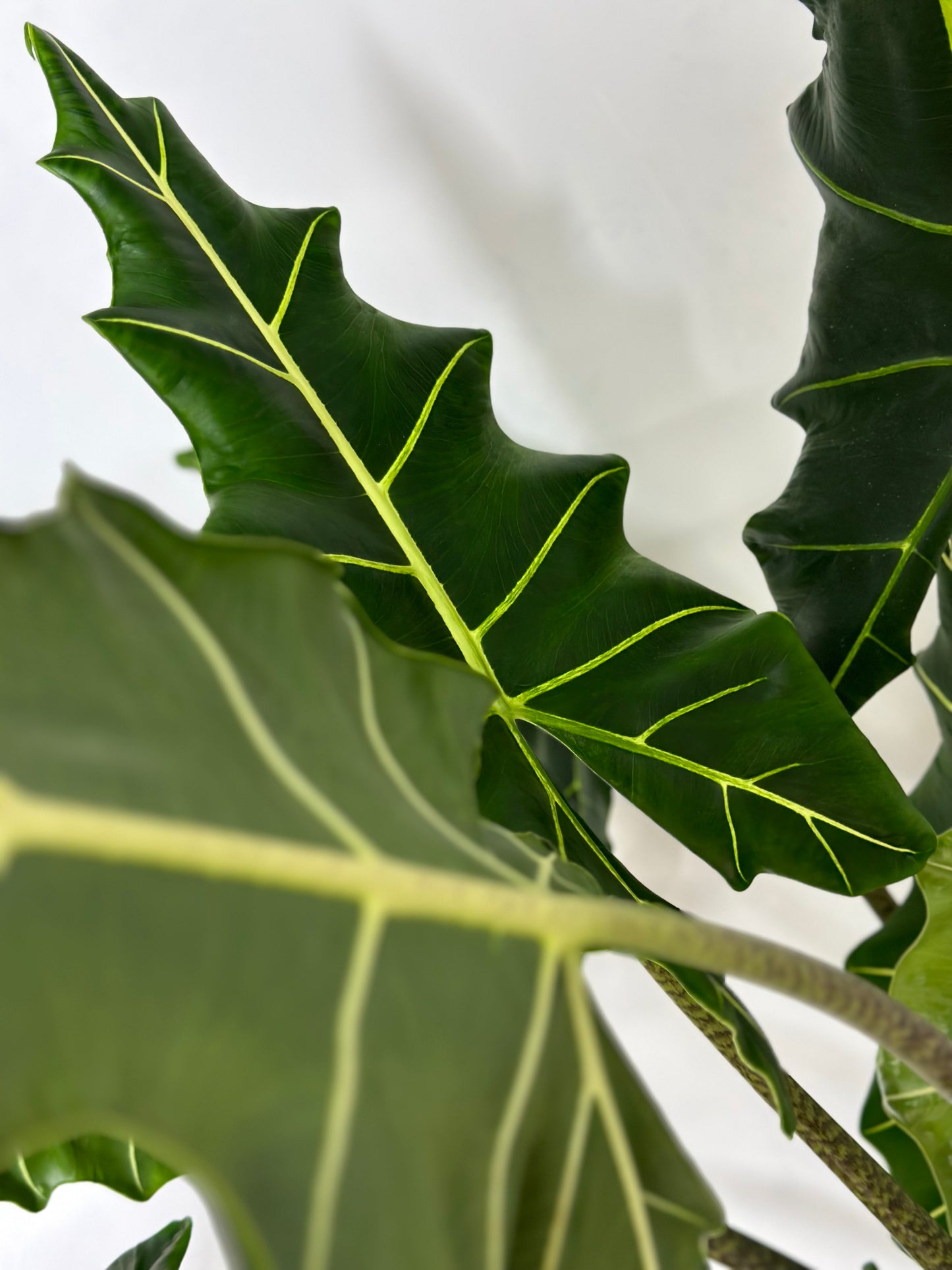 薩利安觀音蓮 | Alocasia 'Sarian'