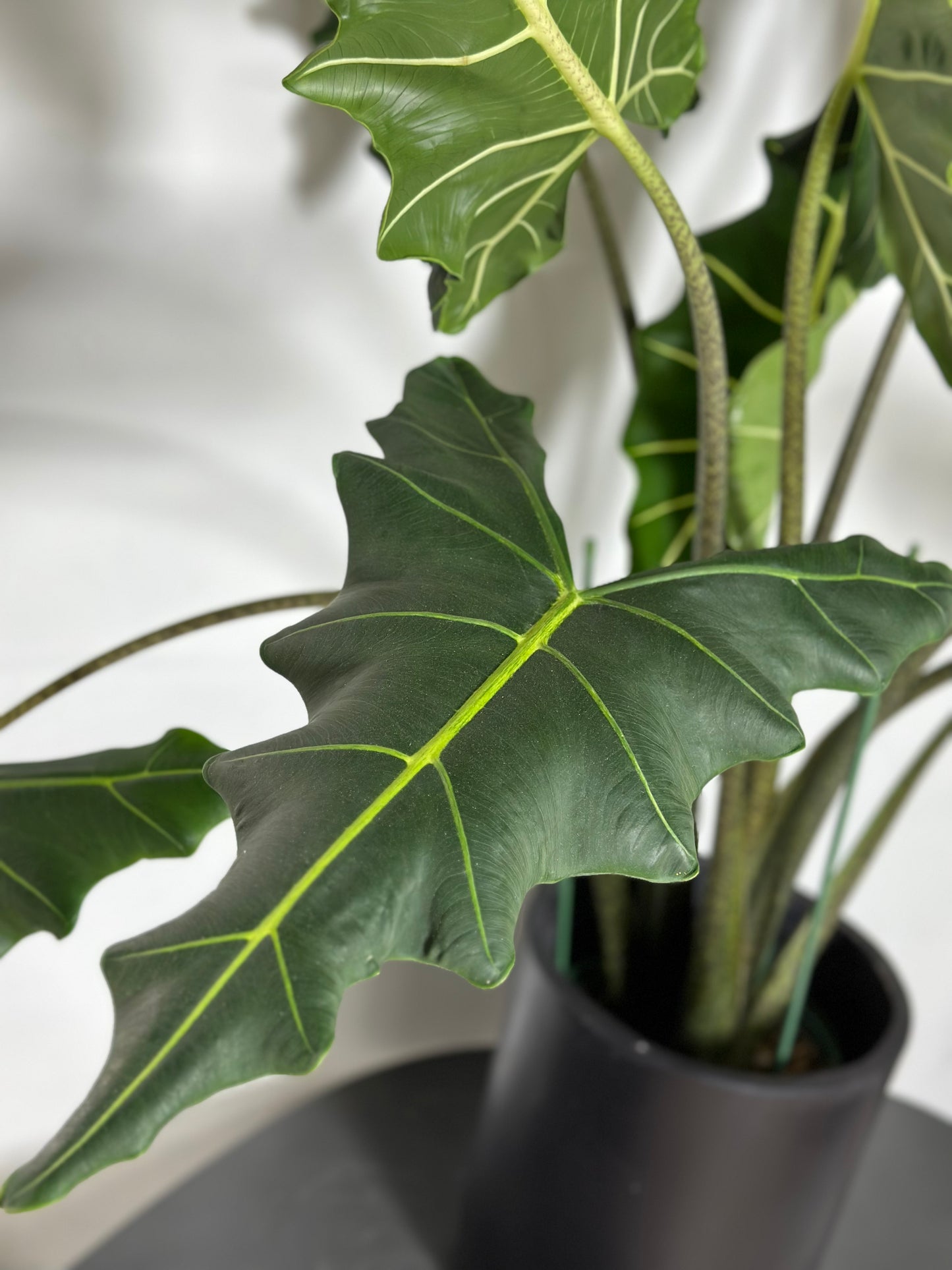 薩利安觀音蓮 | Alocasia 'Sarian'
