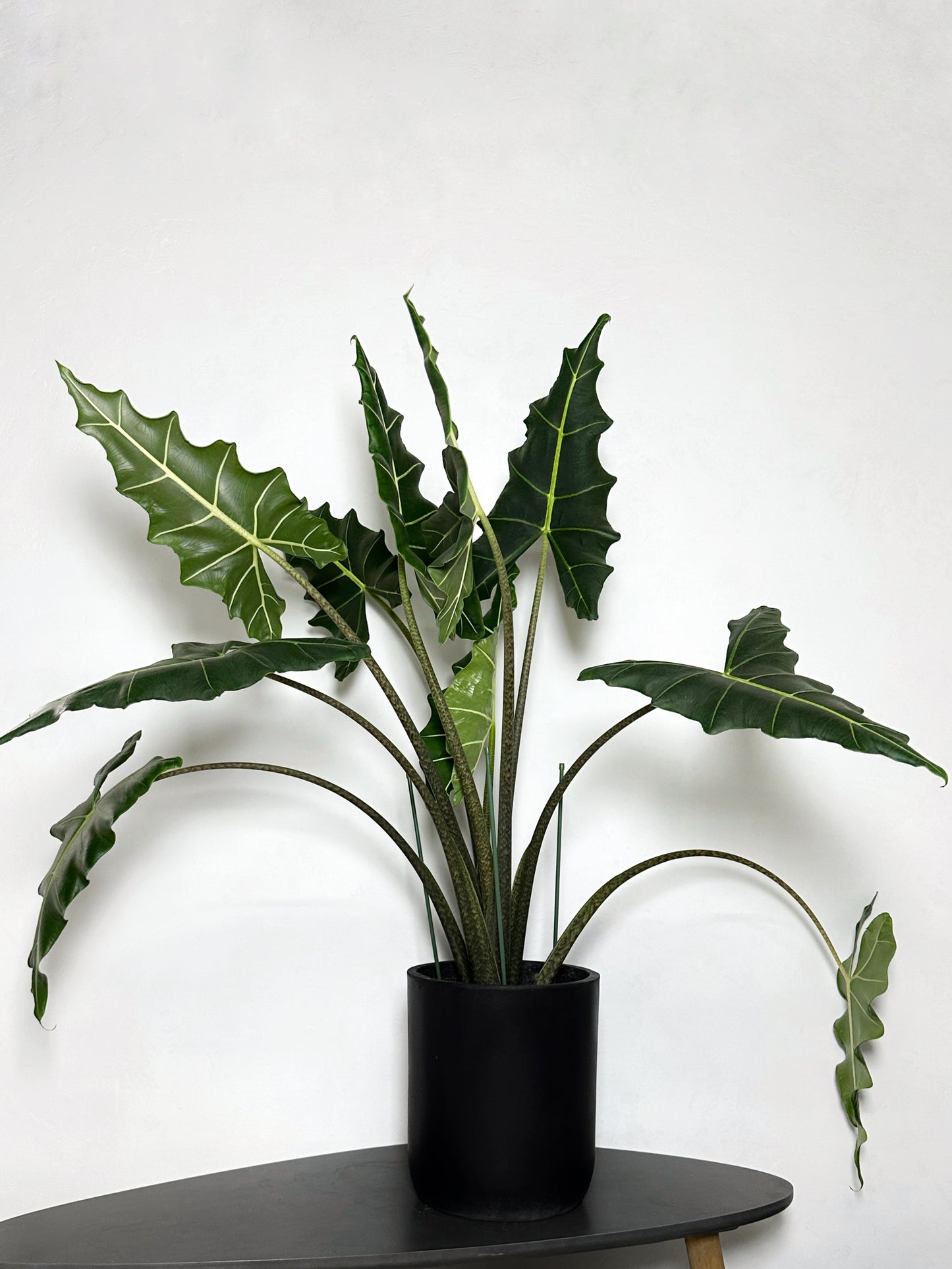 薩利安觀音蓮 | Alocasia 'Sarian'