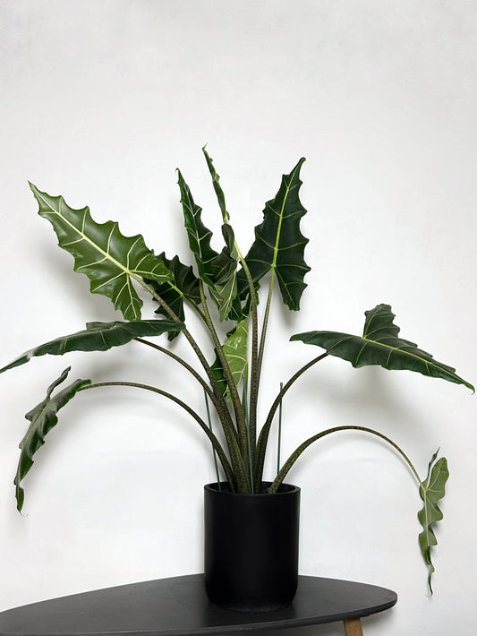 薩利安觀音蓮 | Alocasia 'Sarian'