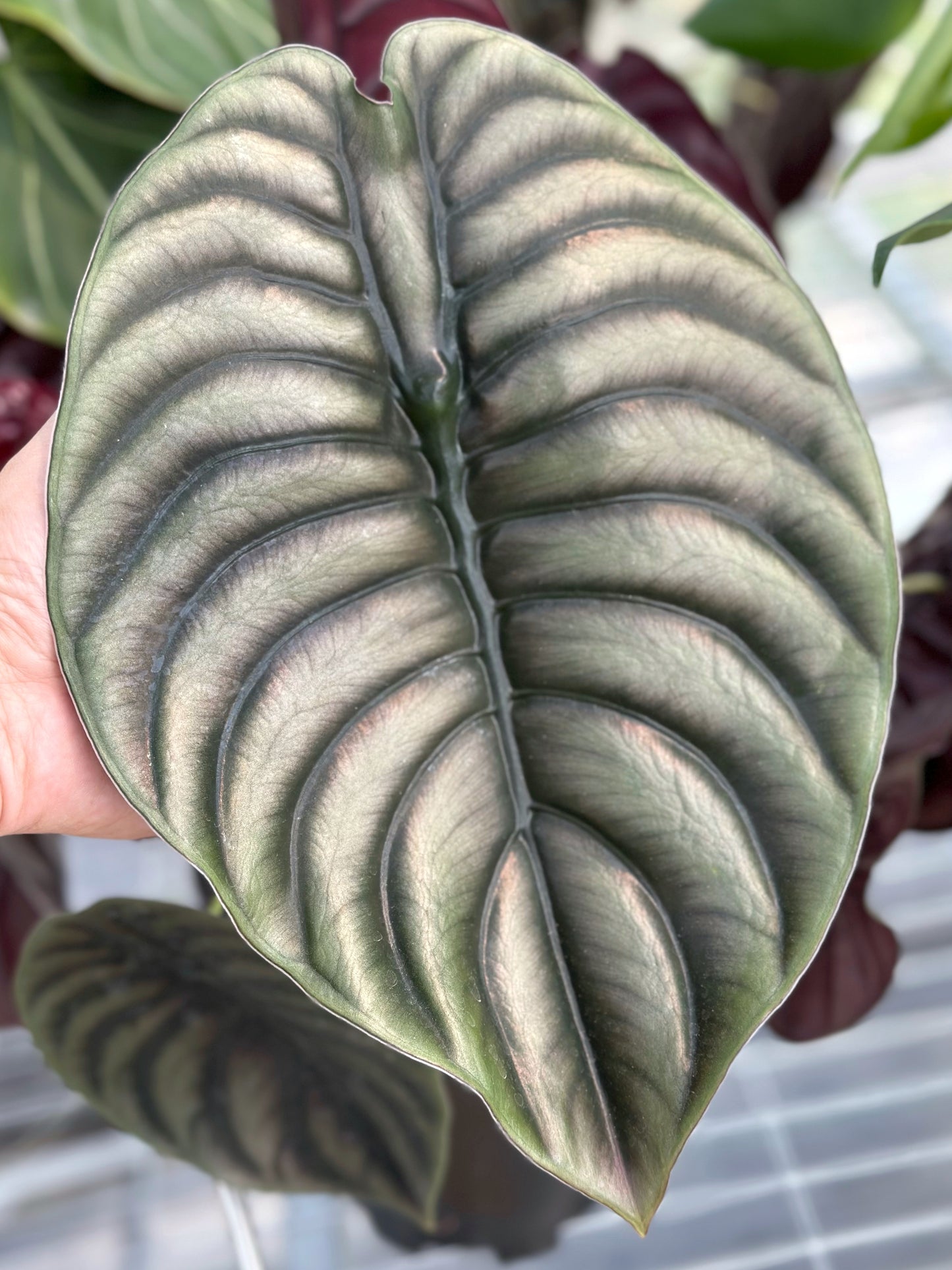 銅葉海芋 | Alocasia cuprea
